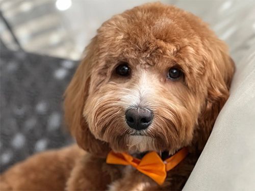 A brown and white dog wearing an orange bow tie.