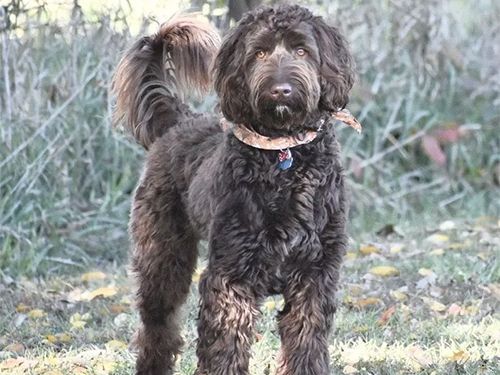 A brown dog standing in the woods