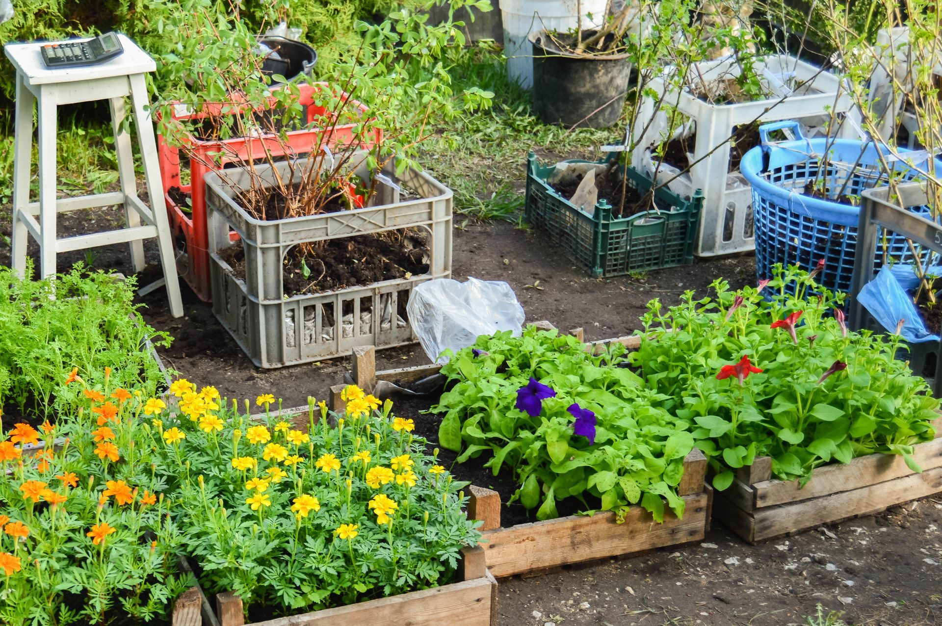 Garden beds with vibrant yellow, orange, and purple flowers, surrounded by crates and a stool.