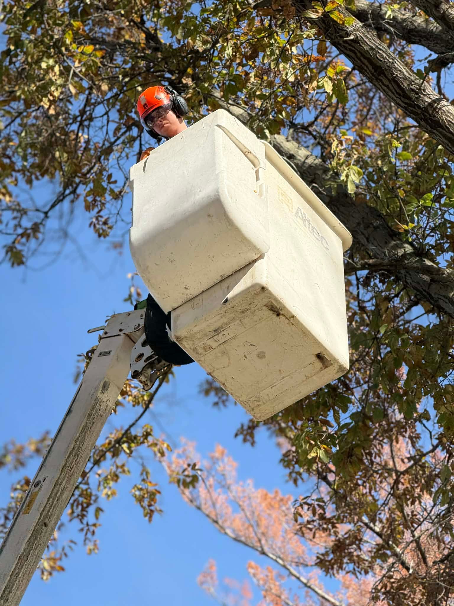 A person wearing a helmet and hearing protection works from a white utility bucket lift high in the leafy tree canopy.