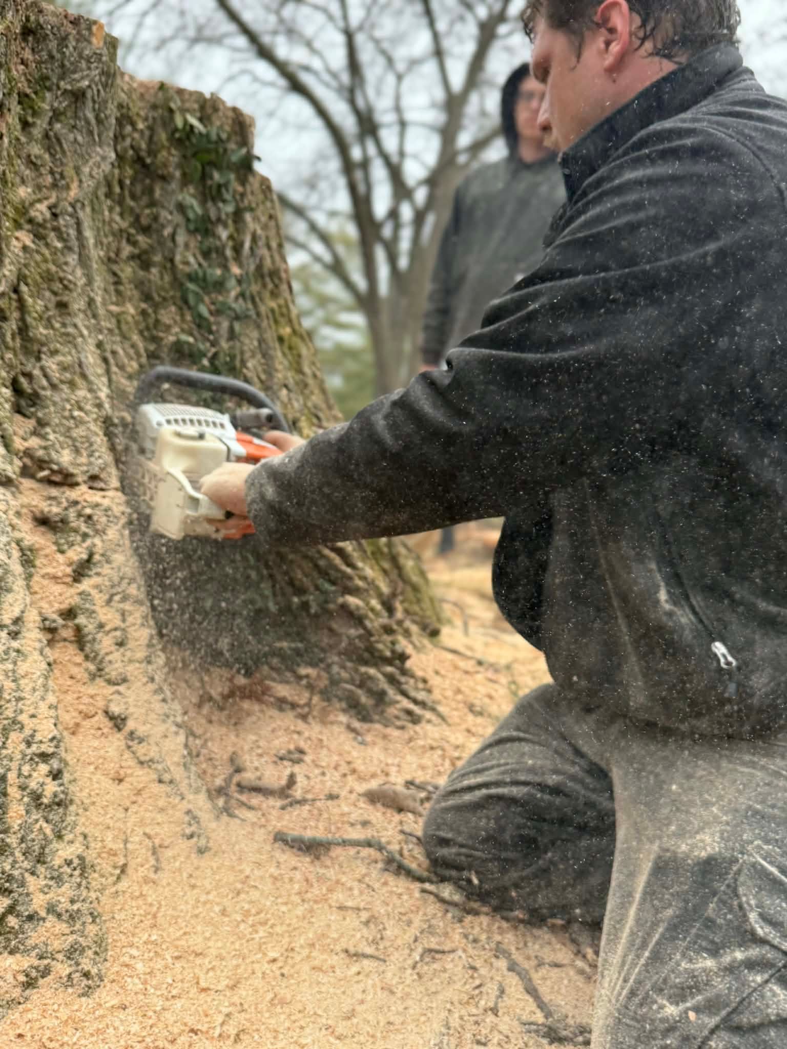A person kneeling in a forest setting uses a chainsaw to cut into the base of a large tree trunk covered in wood chips.
