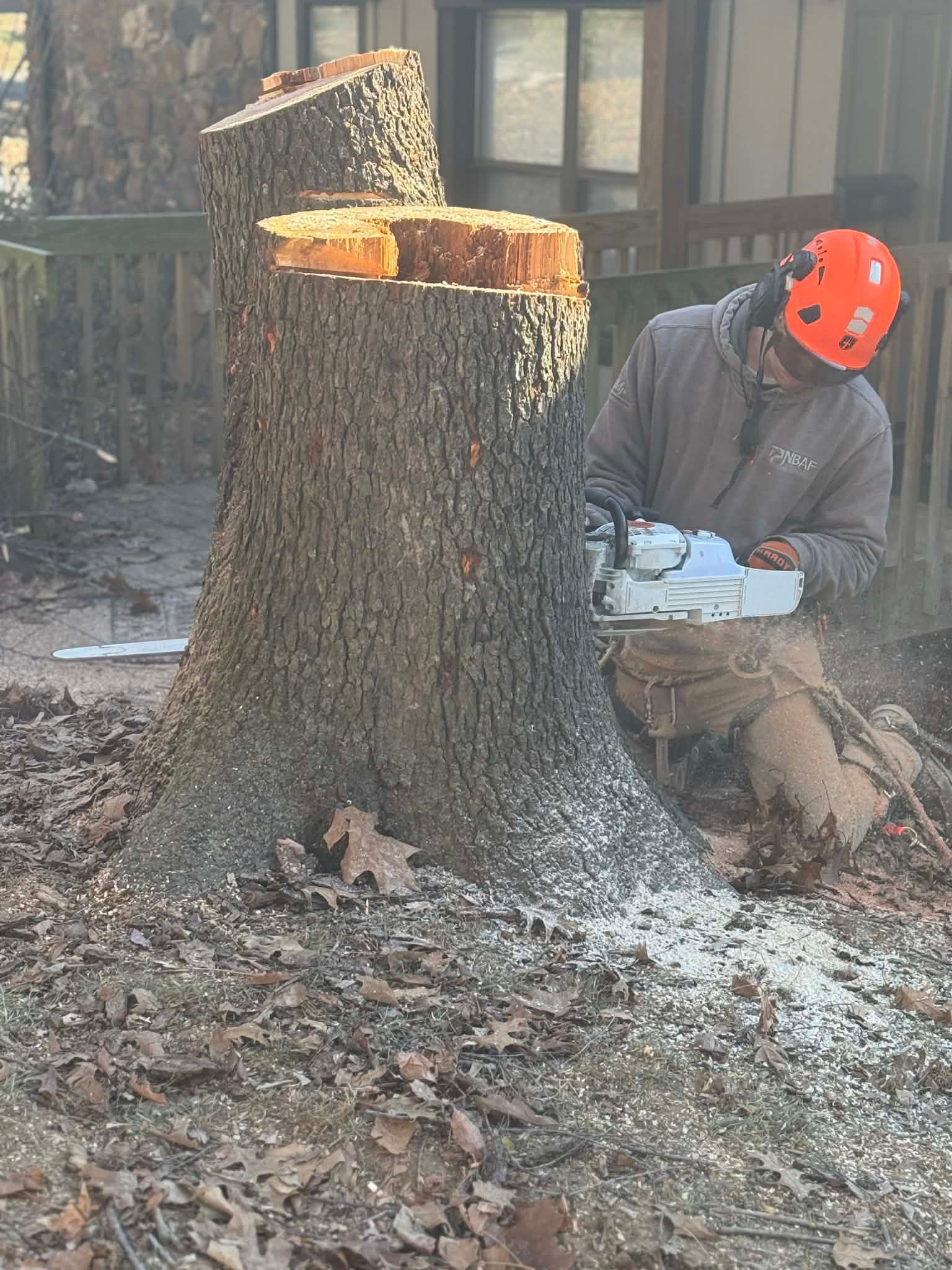 A person wearing an orange hard hat cuts a large tree stump with a chainsaw in a yard covered in autumn leaves.