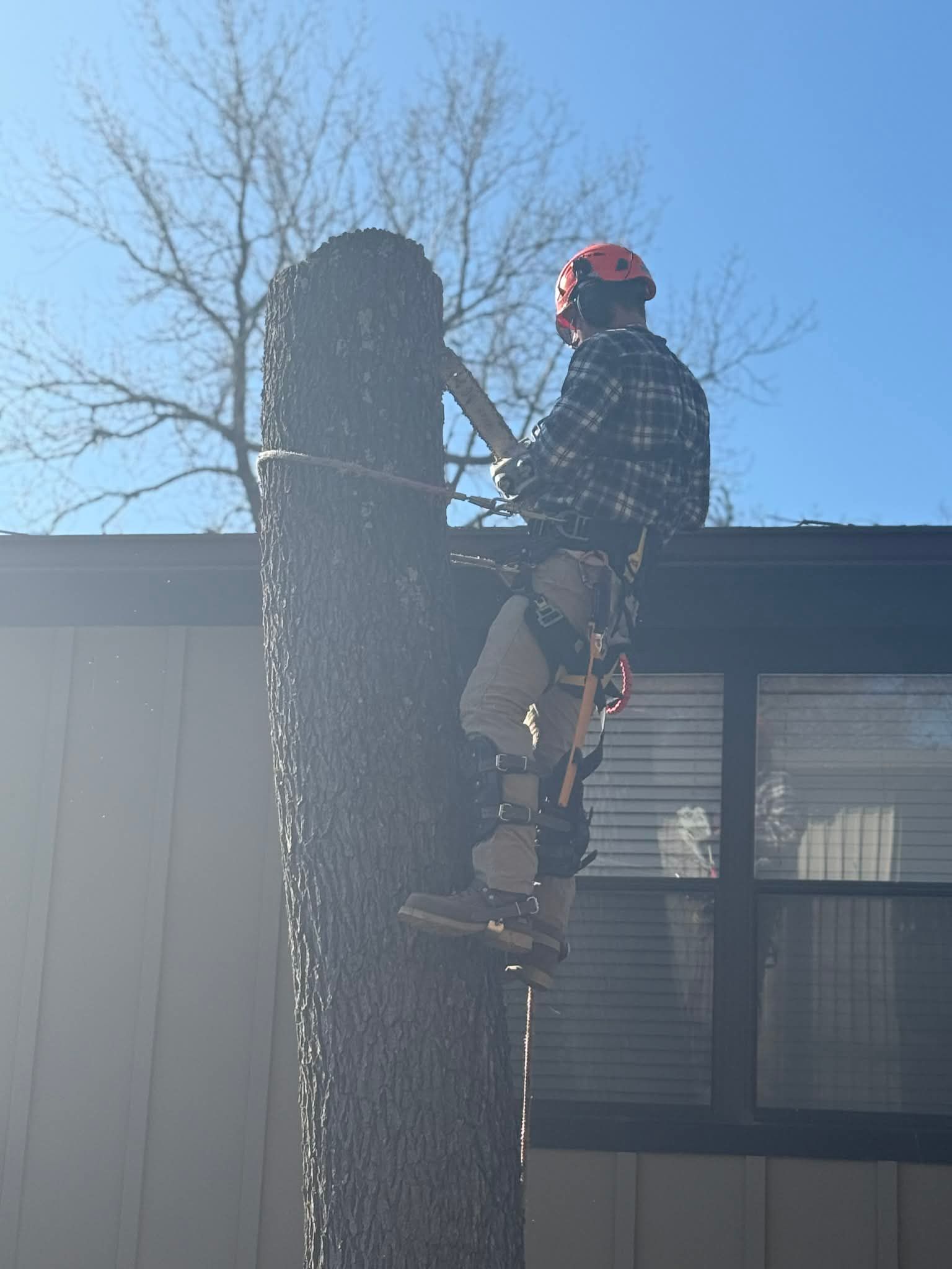 A worker in a helmet and plaid shirt uses climbing gear to scale a tall tree trunk next to a house under a blue sky.