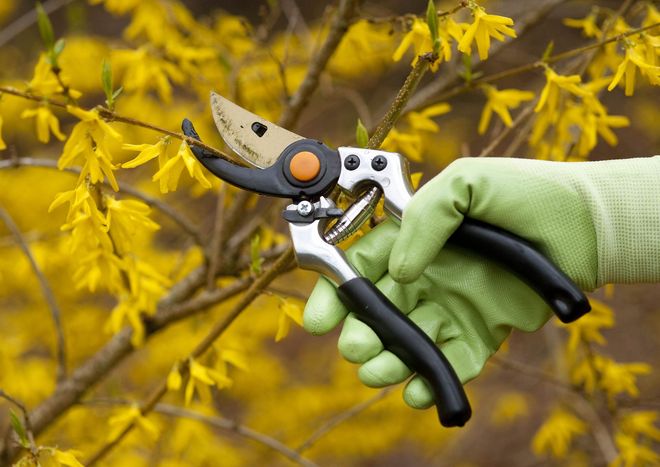 Gloved hand pruning yellow flowering bush with hand pruners.