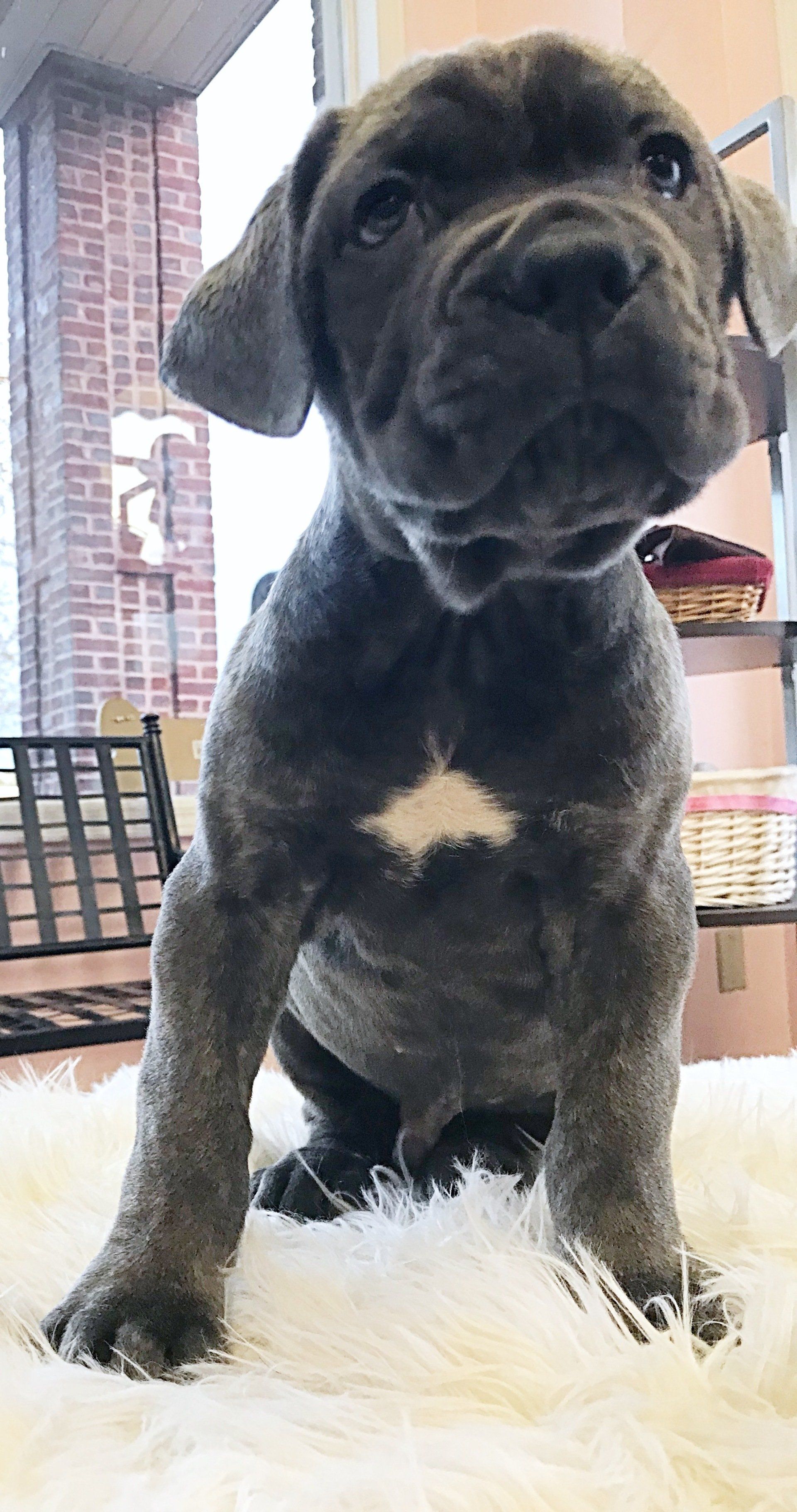 Available Cane Corso Puppies | Burlison, TN