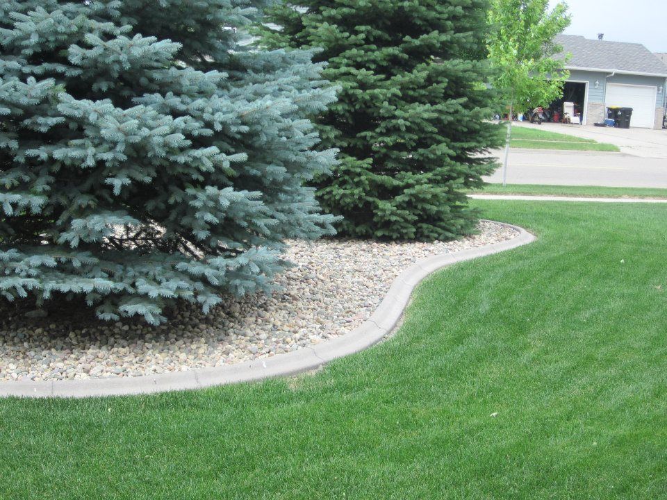 Lush green lawn with curving concrete edging around trees with blue-green needles and gravel.