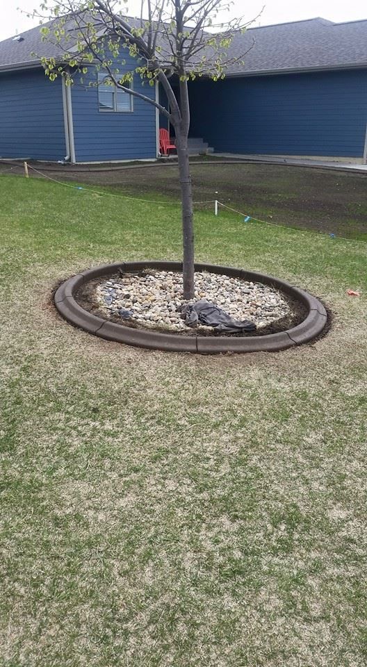 A young tree trunk surrounded by a circular border filled with rocks. The grass is green and the background is a blue house.