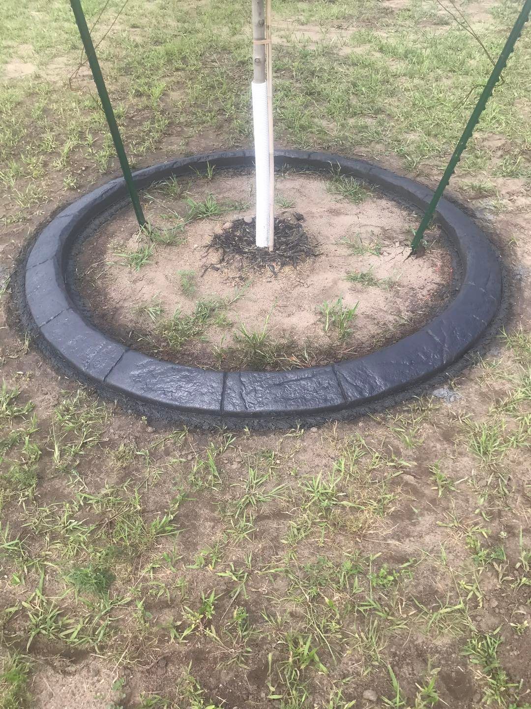A young tree surrounded by a dark circular border. Green support poles are visible.