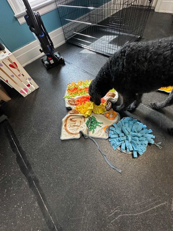 Black dog sniffs a colorful snuffle mat on a speckled gray floor. A vacuum and stairs are in the background.