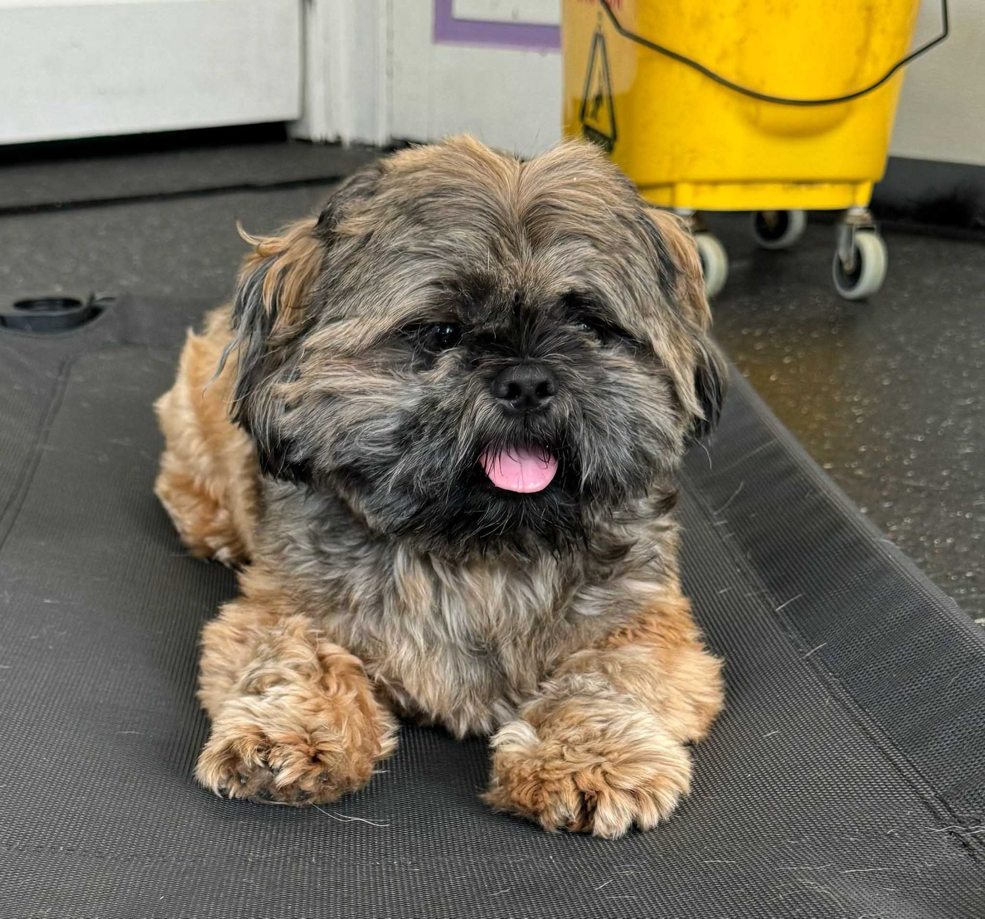 Fluffy brown and black dog lying down, tongue out, near a yellow bucket on wheels.