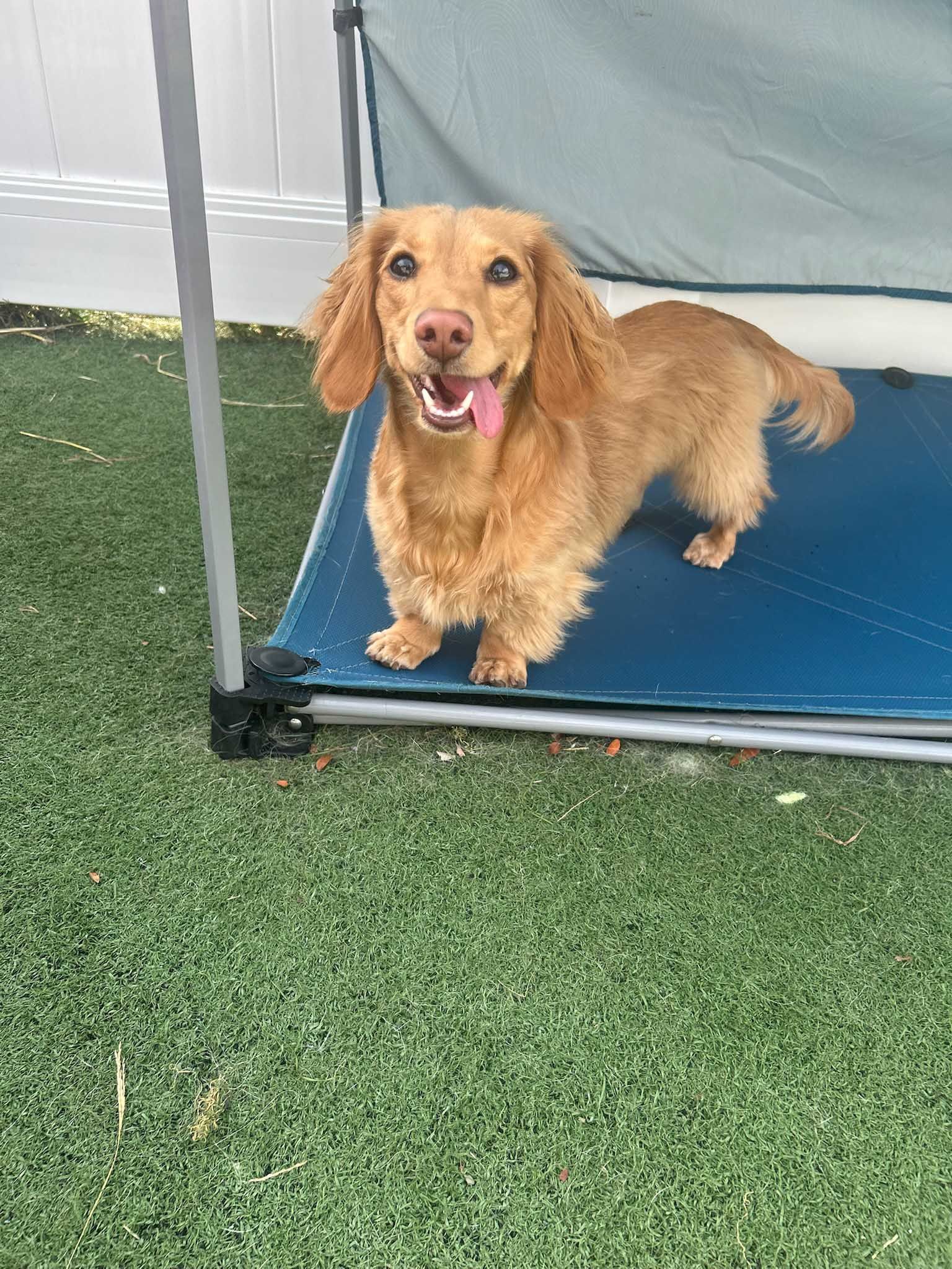 Golden dachshund dog with a pink tongue, standing on a blue mat under a canopy outdoors.
