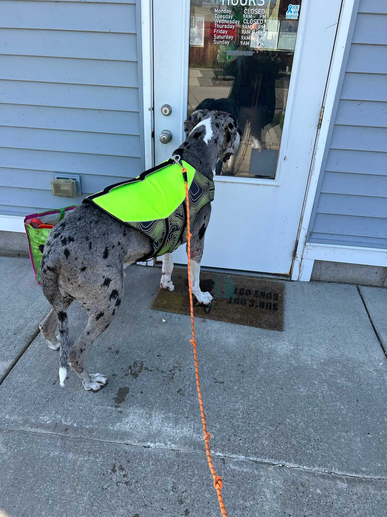 Dog wearing a neon vest looks through a glass door. Dog is on a leash, on a sidewalk in front of a building.