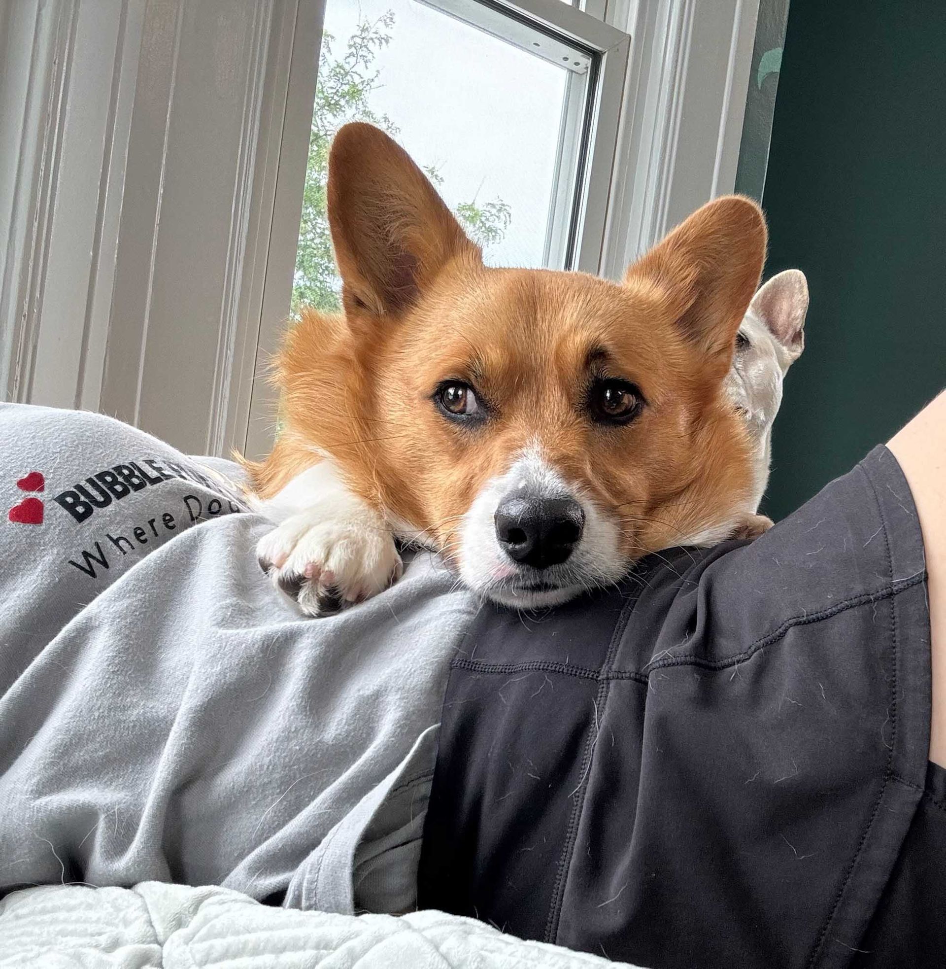 Corgi resting on a person's lap, looking towards the viewer with a neutral expression.