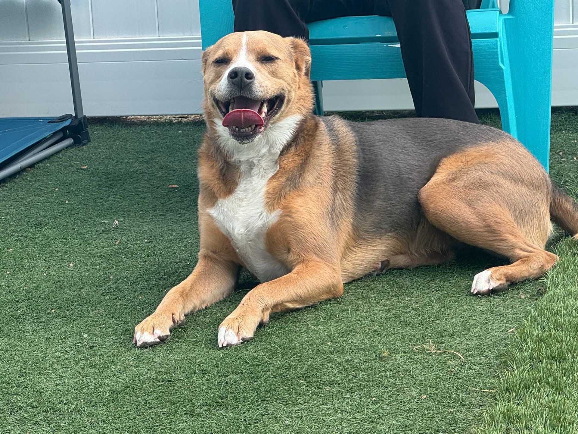Tan and gray dog with white chest and paws, lying on green turf, smiling.