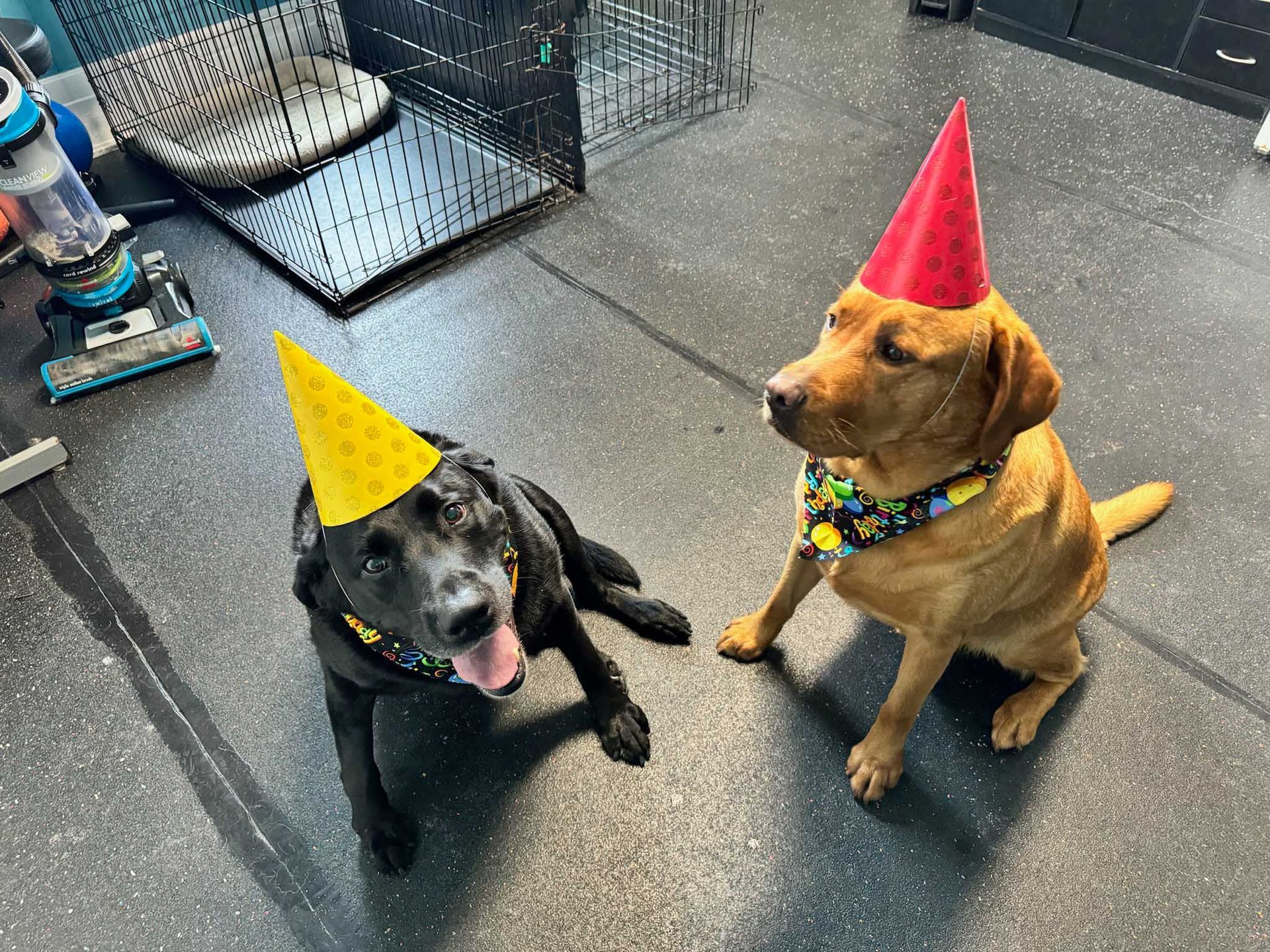 Two dogs wearing party hats and bandanas, sitting on a floor. Black lab on the left and brown lab on the right.