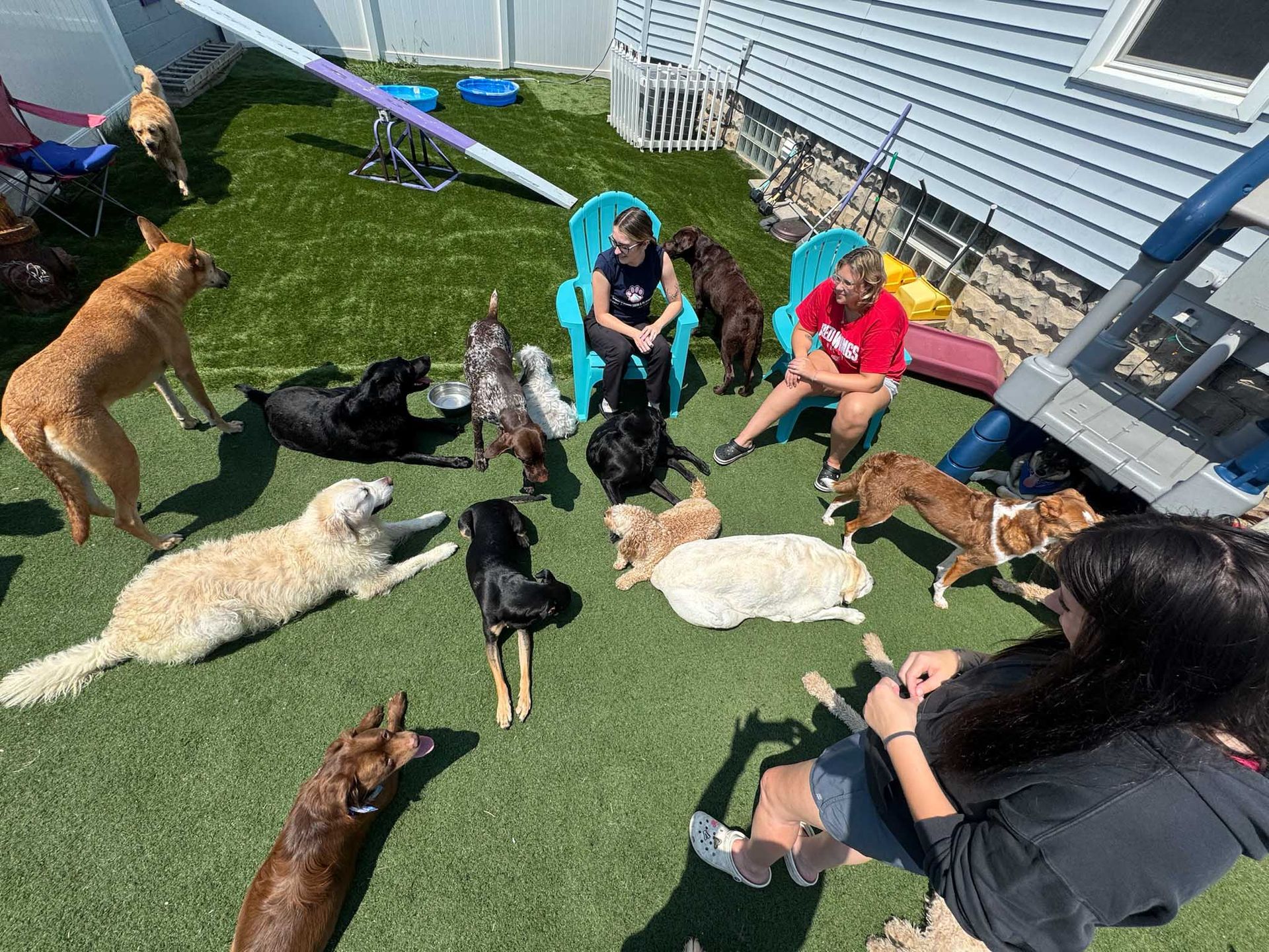 Dogs and people on green turf. Several dogs sit or lay around two women in chairs. Outdoor setting.