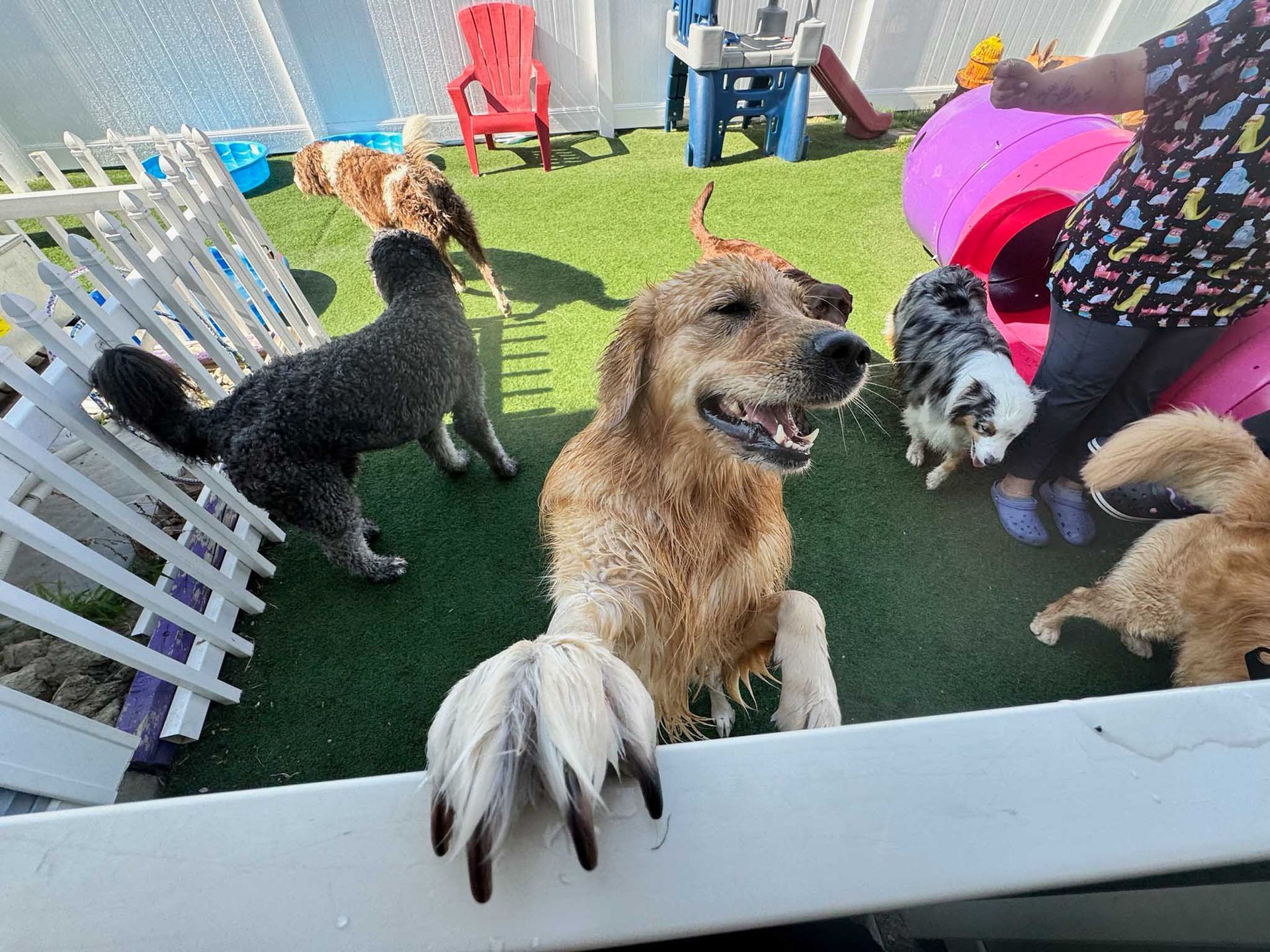 Golden retriever in a pool, pawing at the edge. Other dogs and a person nearby in a fenced outdoor area.