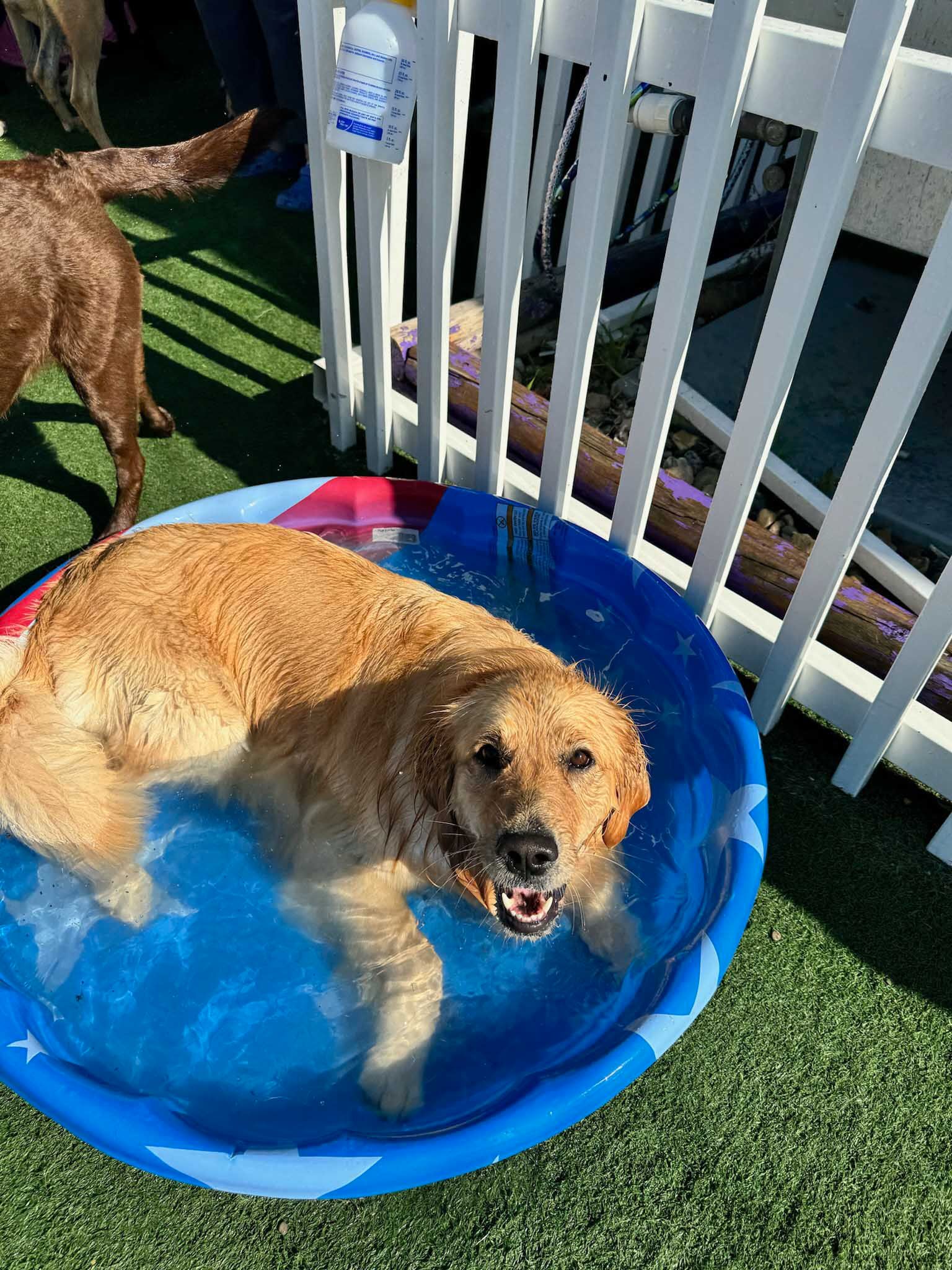 Golden retriever cooling off in a blue kiddie pool on green grass near a white fence.