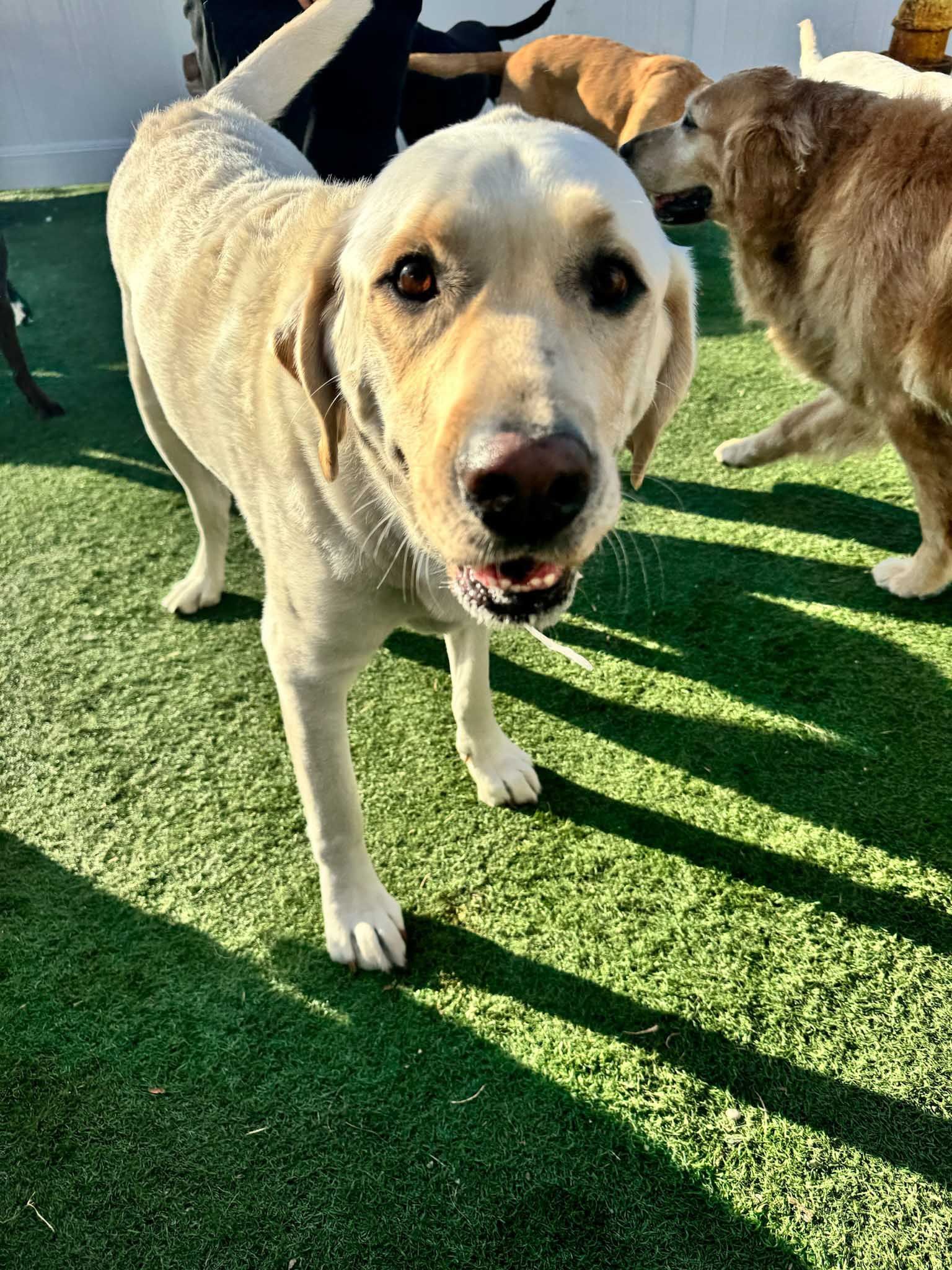 Yellow Labrador standing on green turf, looking at the camera. Other dogs are in the background.