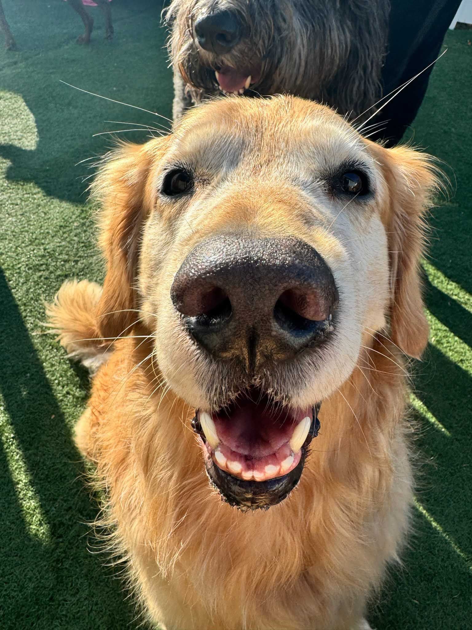 Golden retriever smiling, close-up. Light brown fur, open mouth, black nose. Green artificial grass background.