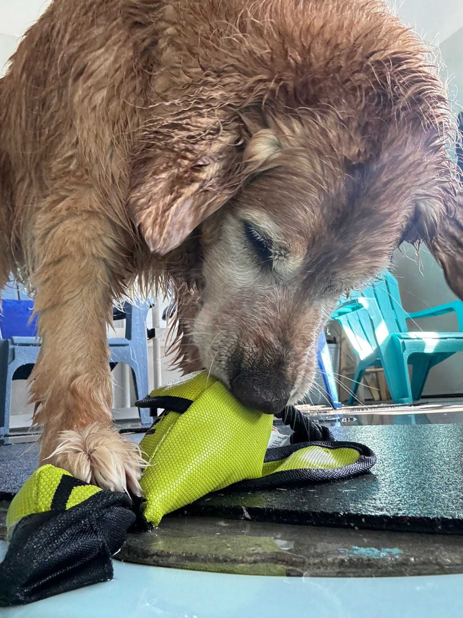 Wet golden retriever sniffing a green and black sandal, outdoor setting.