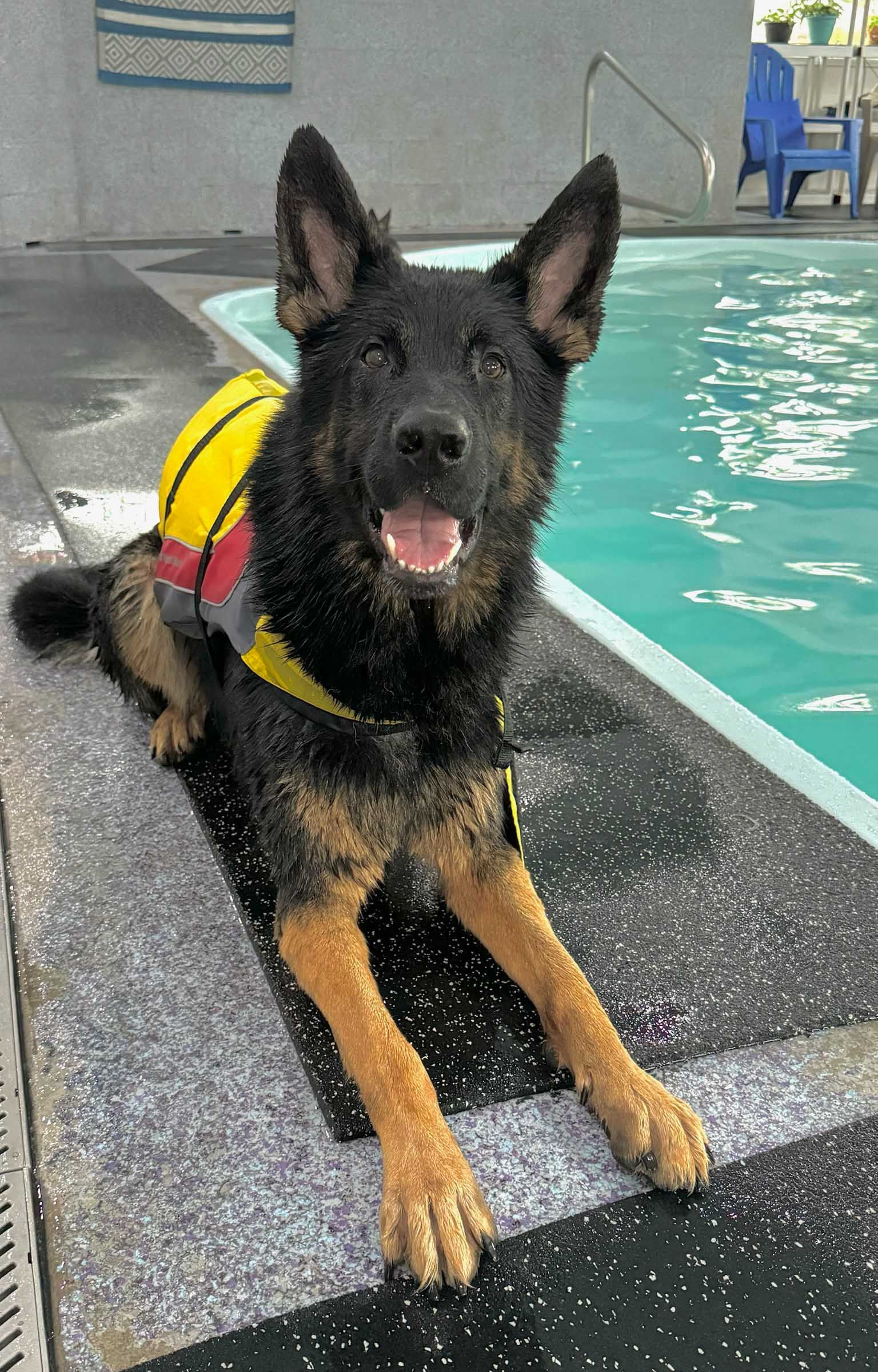 German Shepherd dog in yellow life vest, by a pool, smiling.