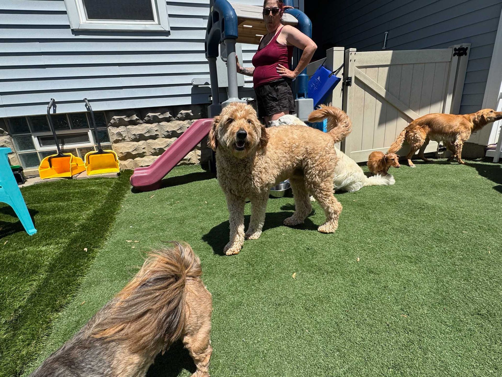 Dogs on green turf with person in yard; slide, fence, and house in background.