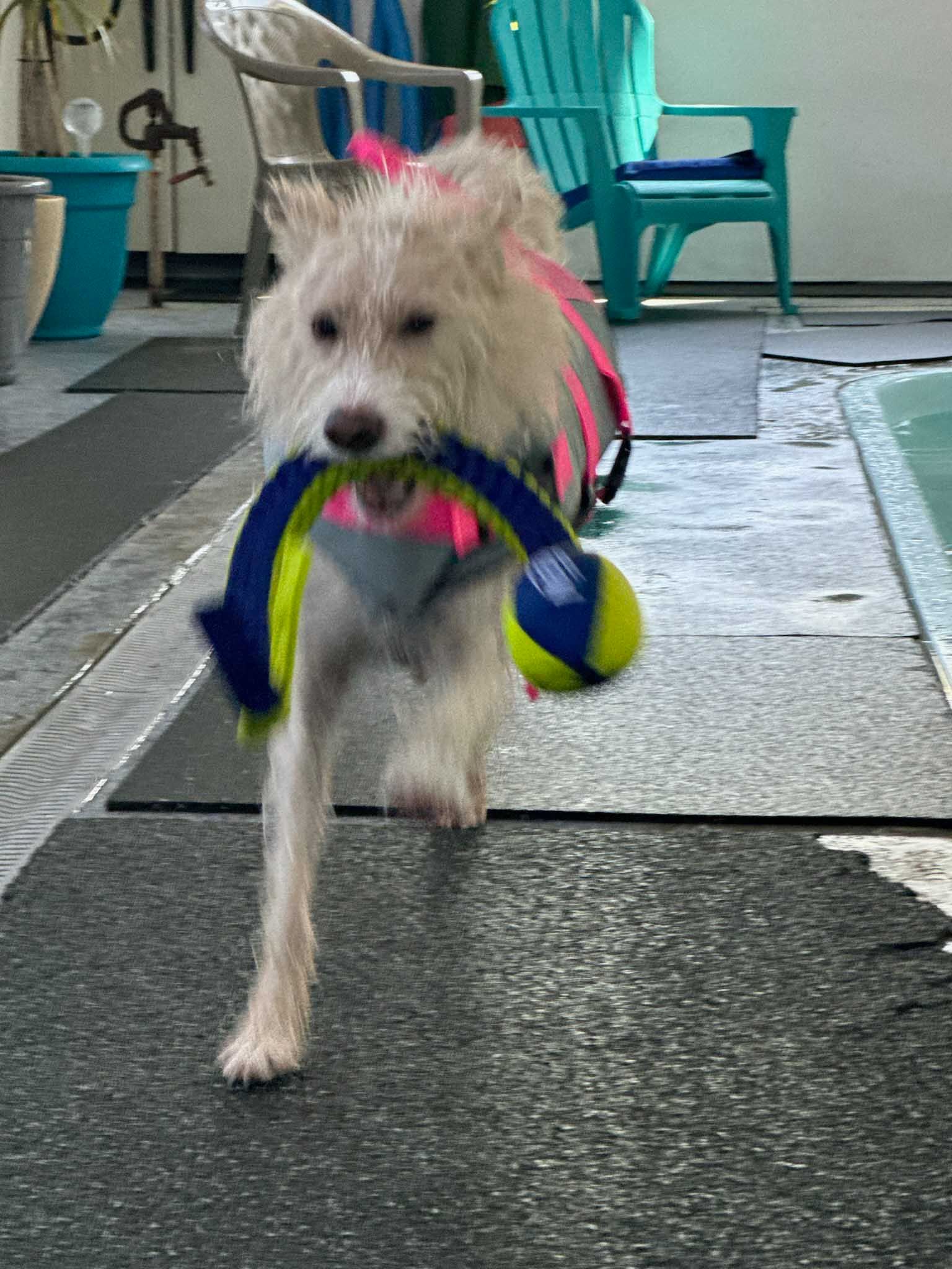 White dog wearing pink, carrying a blue and yellow toy near a pool.