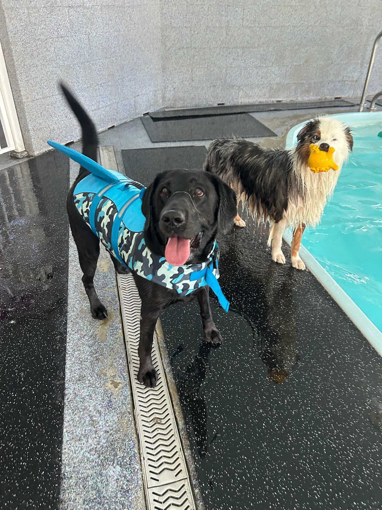 Two dogs by pool. Black lab with shark fin life vest. Other dog with yellow ball.