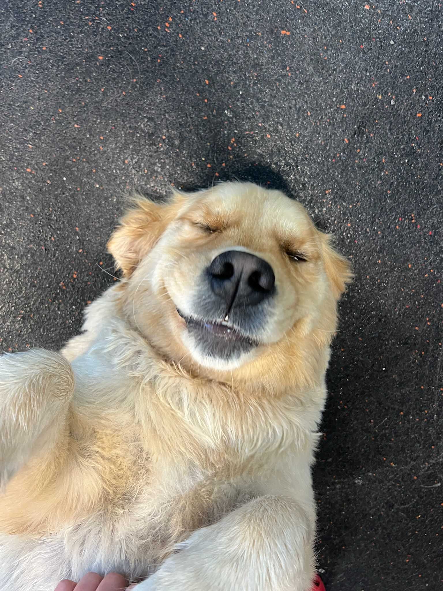Smiling golden retriever lying on its back on dark ground, eyes closed.