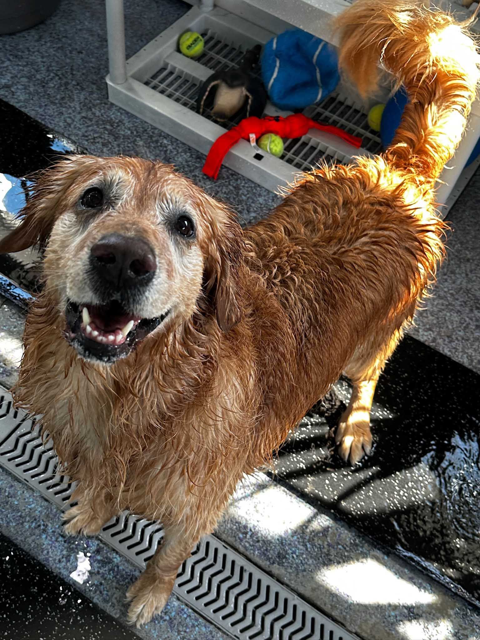 Wet golden retriever smiling with tail up. Toys on shelf in background.