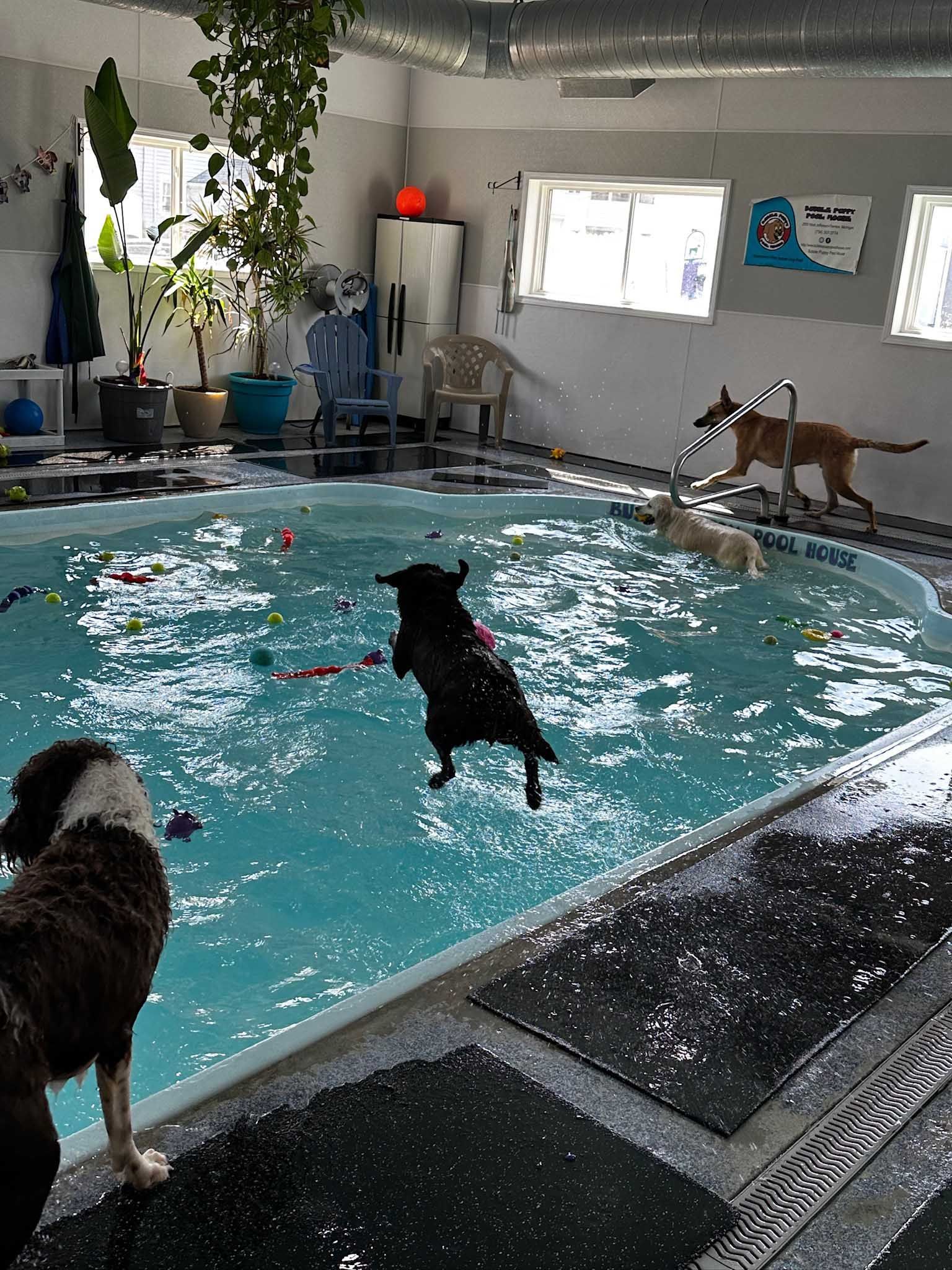 Dogs in a swimming pool, splashing and playing. Black dog in air. Light brown and white dogs nearby.
