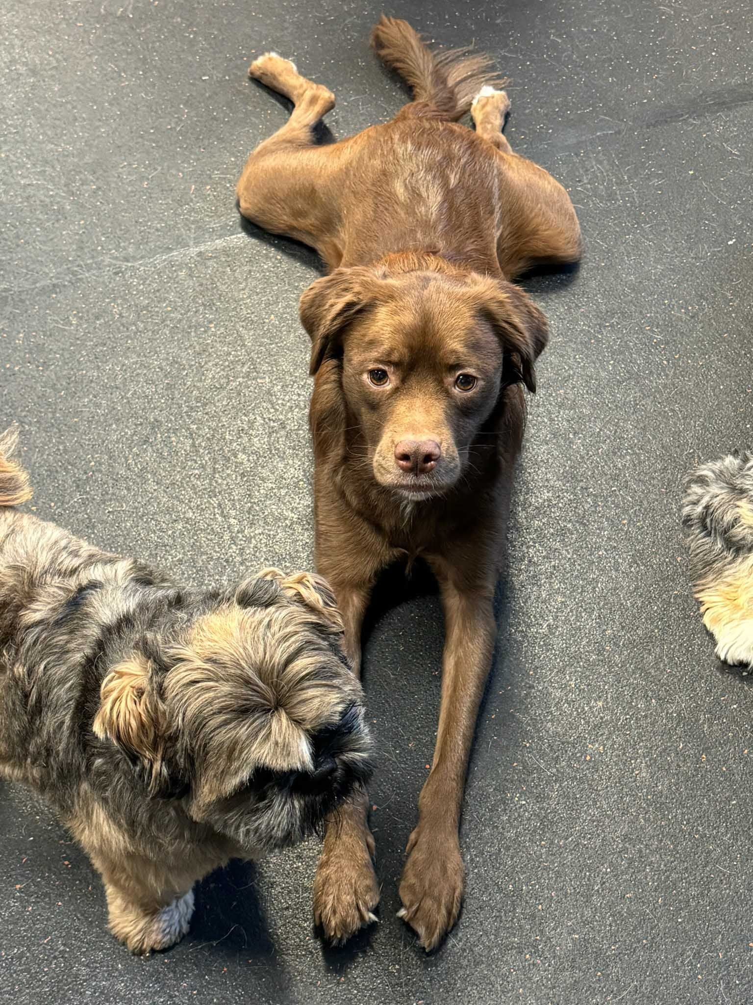 Two dogs lie on a gray floor. One brown dog stretches out, the other is small and fluffy with a tan and gray coat.