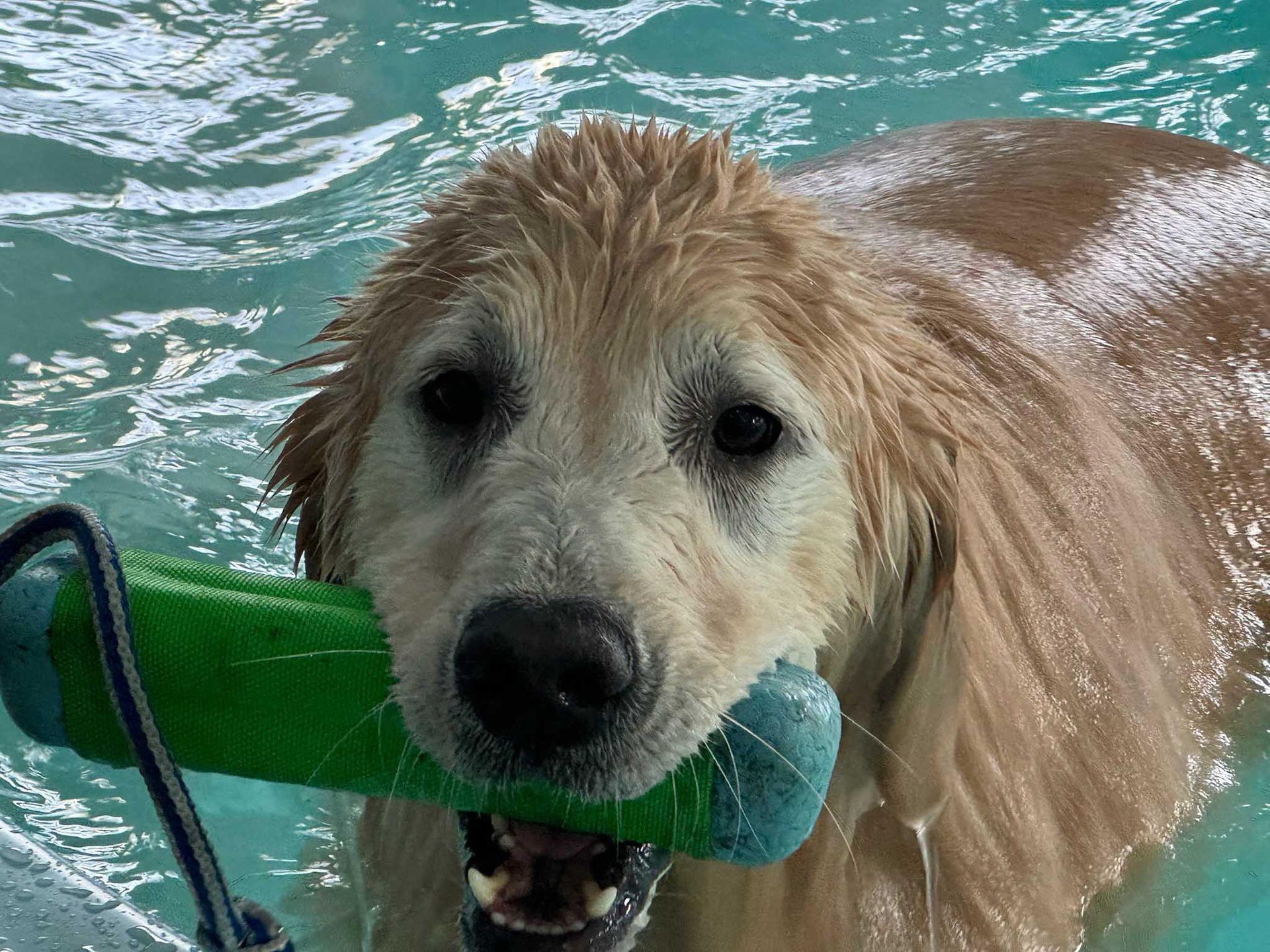 Golden retriever dog swims in blue water, holding a green and blue toy in its mouth.