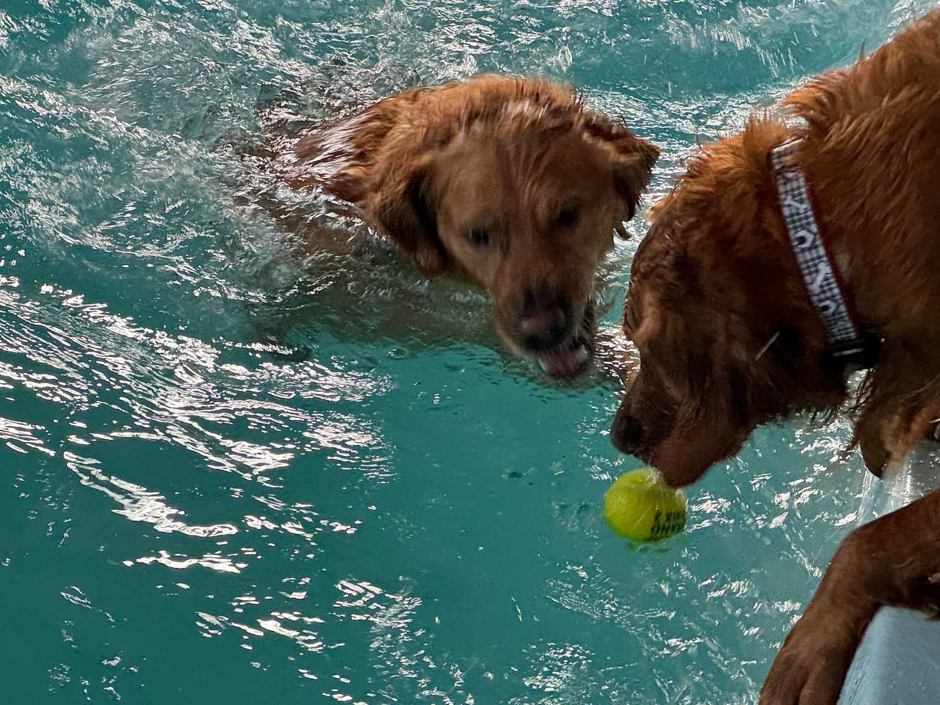 Two golden retrievers in a pool; one swims, the other holds a tennis ball.