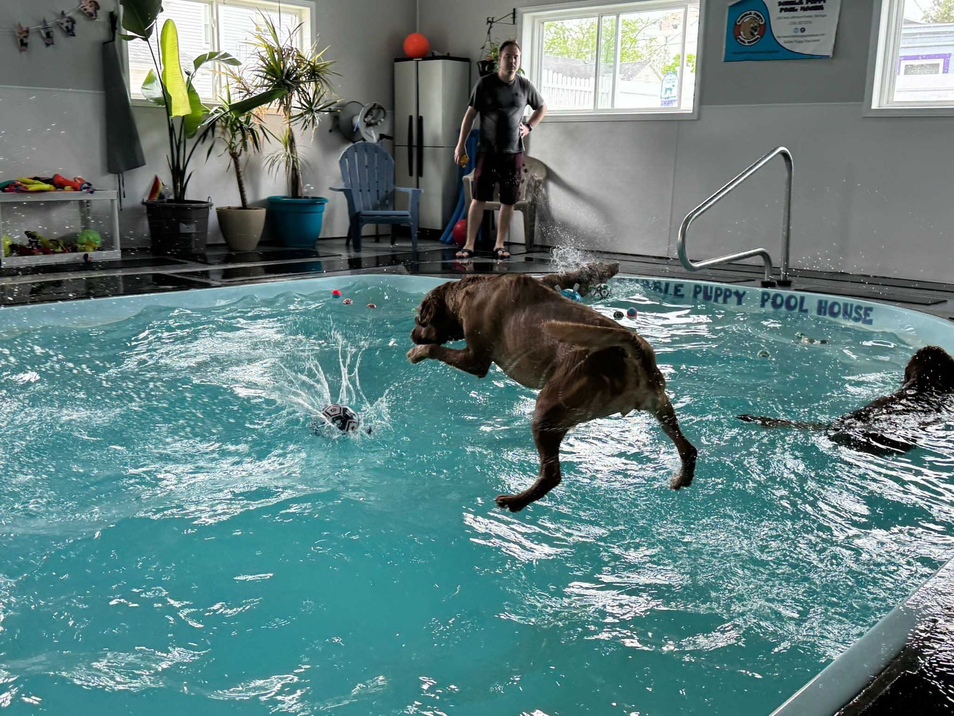 Dog jumping into a pool to catch a toy; clear blue water in an indoor setting.