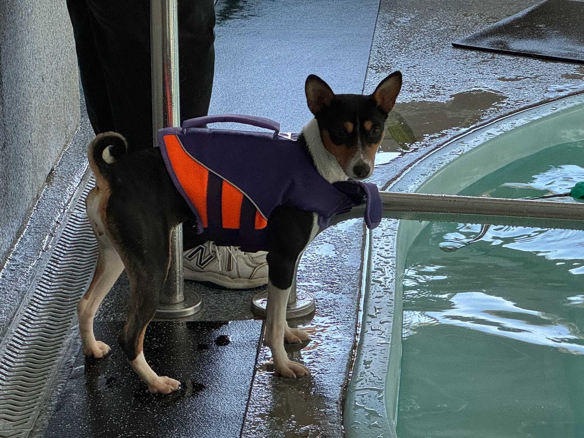 Dog in a life vest stands by water. Black, white, and tan Basenji looking at the camera.