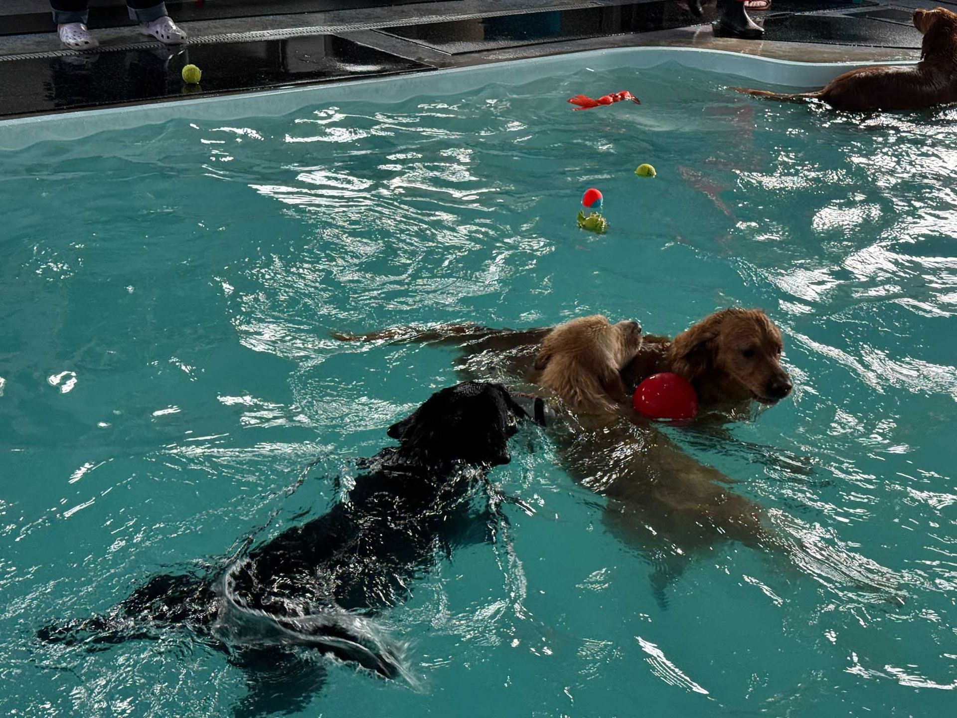 Three dogs swimming in a pool, chasing toys and balls.