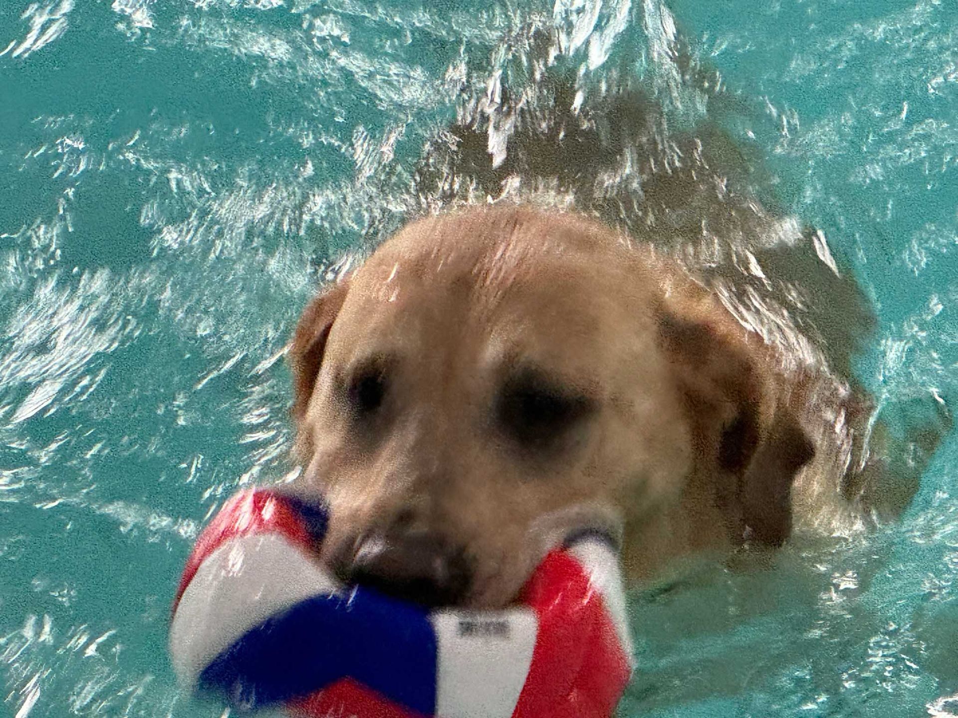 Yellow Labrador swimming in a pool, holding a red, white, and blue toy in its mouth.