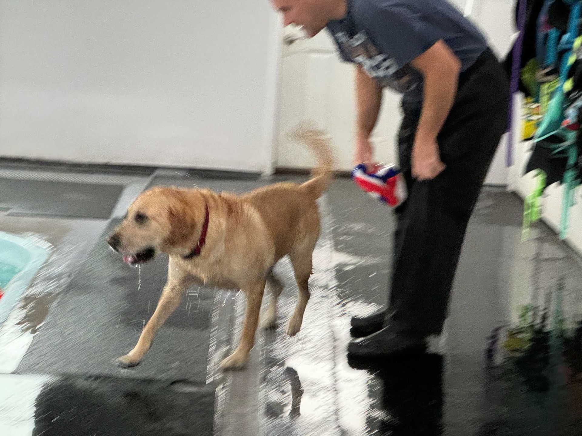 A wet golden retriever walks past a person holding a towel. They are on a wet, tiled surface.