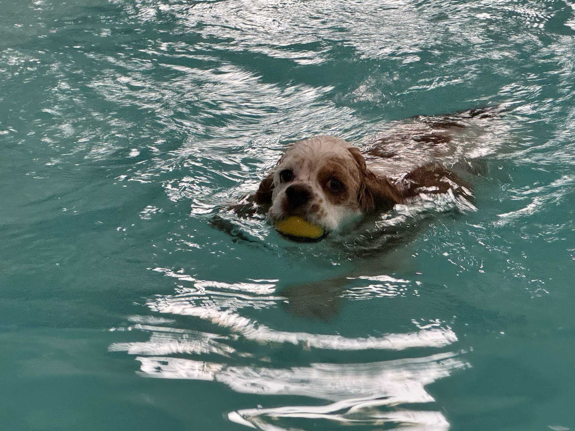 Dog swimming in a pool, carrying a yellow ball.