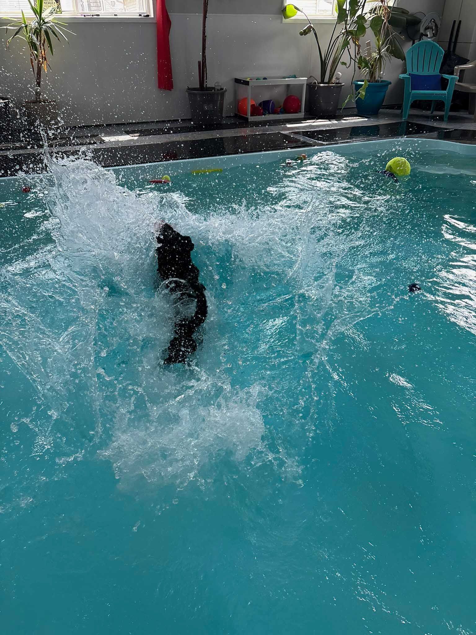 Dog splashing into a bright blue pool, water spraying. Sunny outdoor setting.