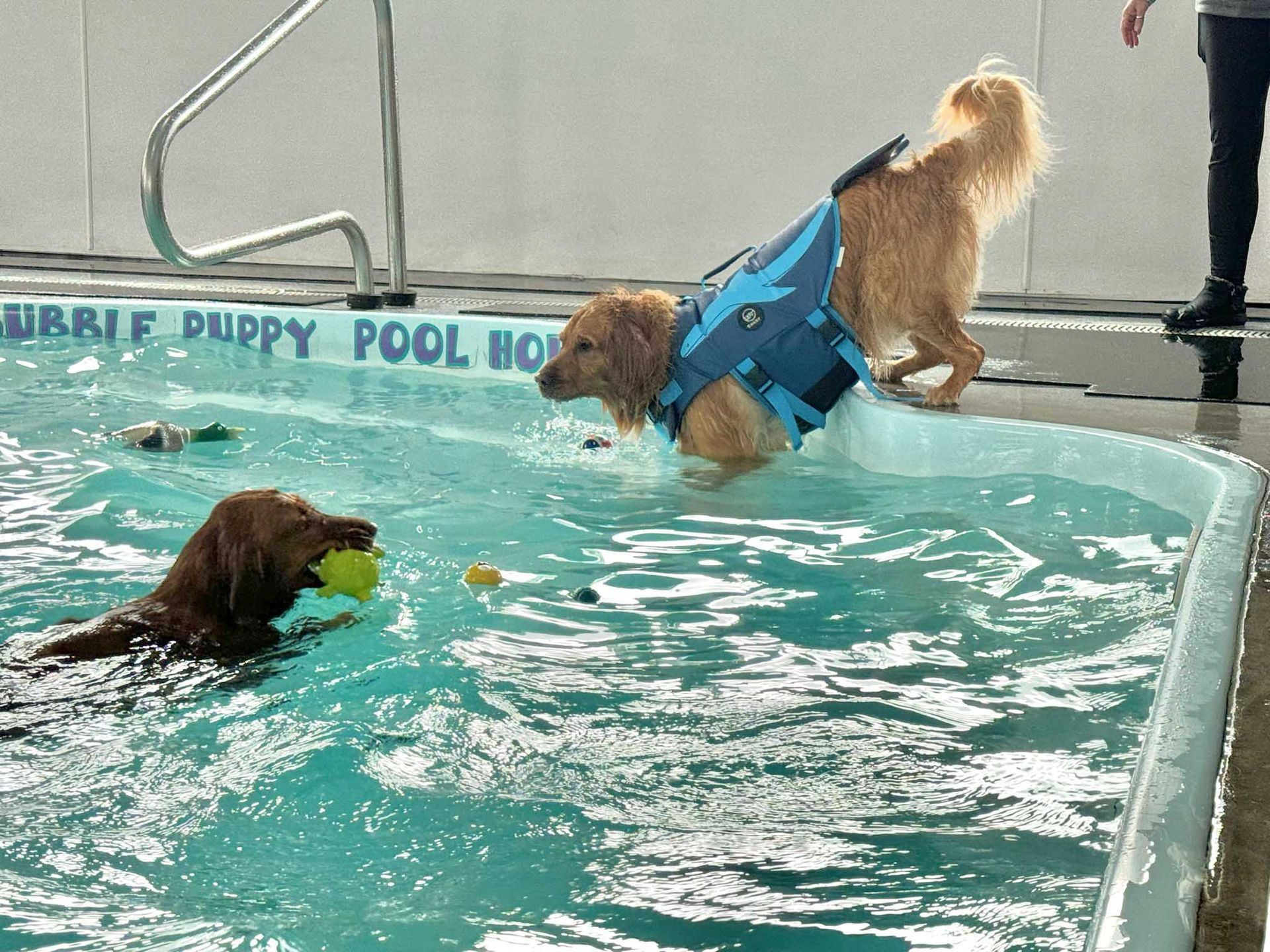 Two golden retrievers play in a dog pool. One wears a life vest and exits pool while the other swims with a ball.