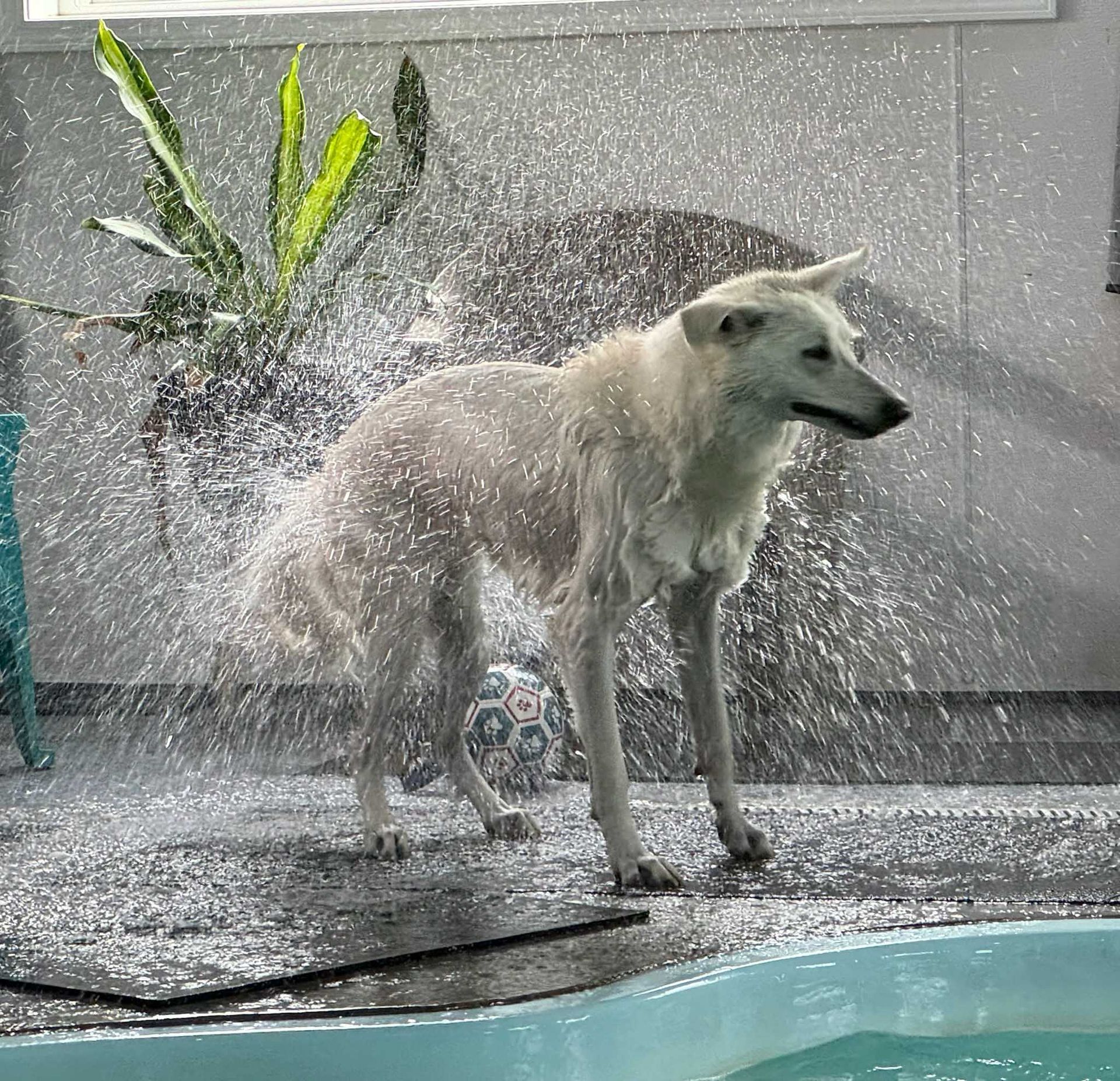 White dog shaking off water in a wash area with a plant in the background.
