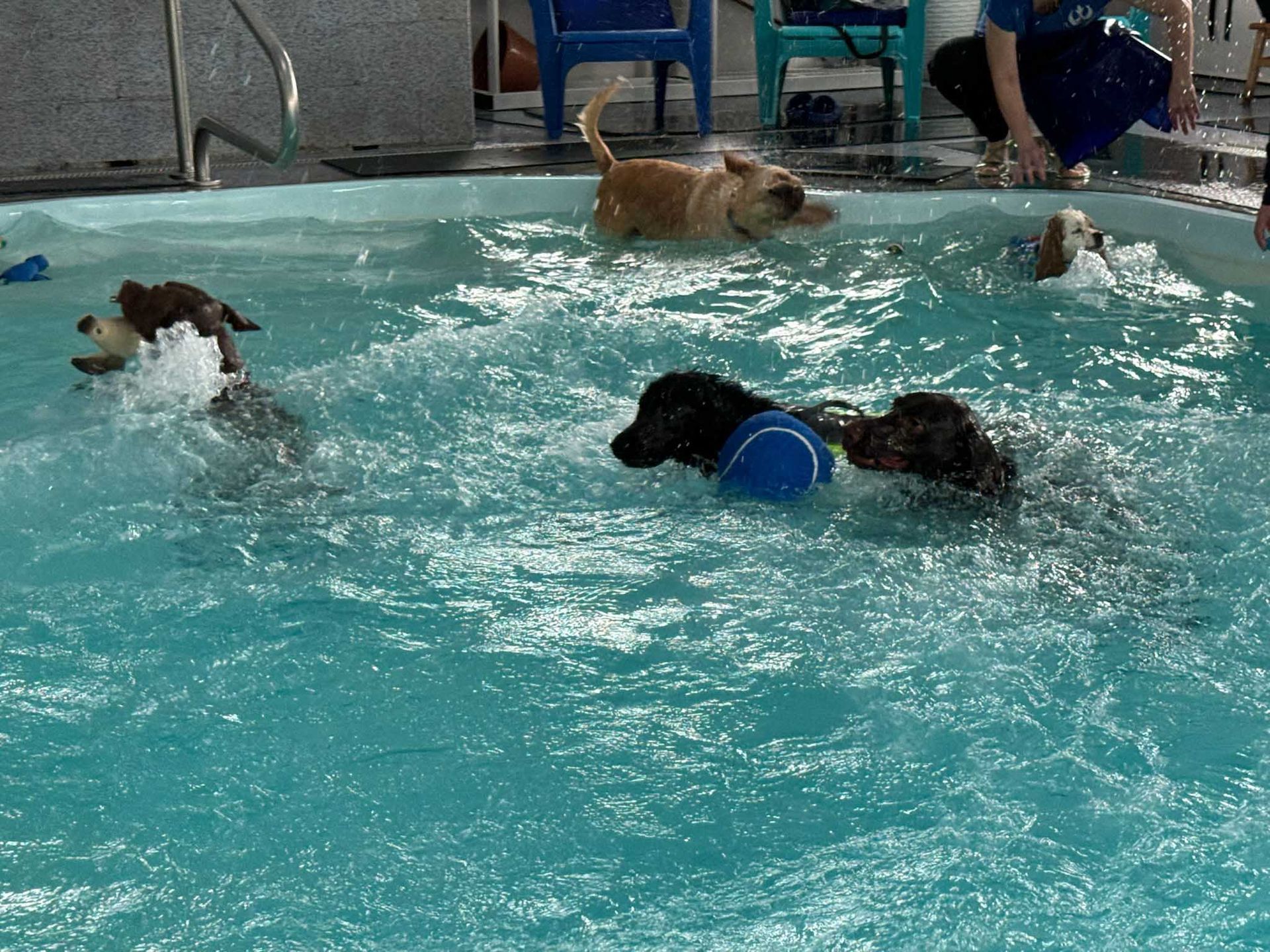 Dogs swimming and playing in a pool. One dog retrieves a blue toy.