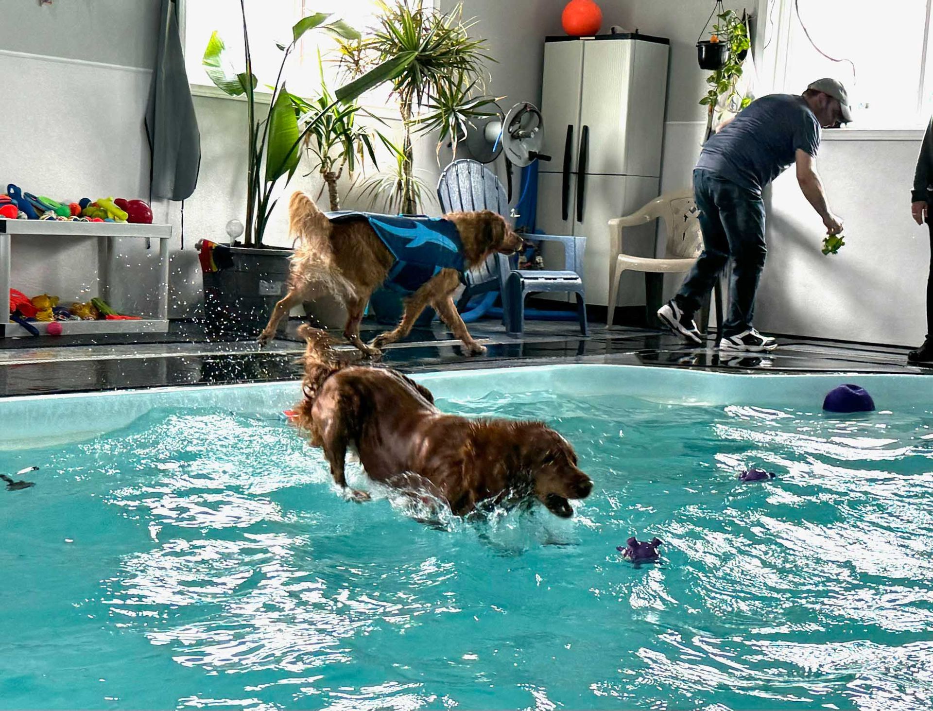 Two golden retrievers in a pool, one jumping for a toy, with a person throwing another toy.