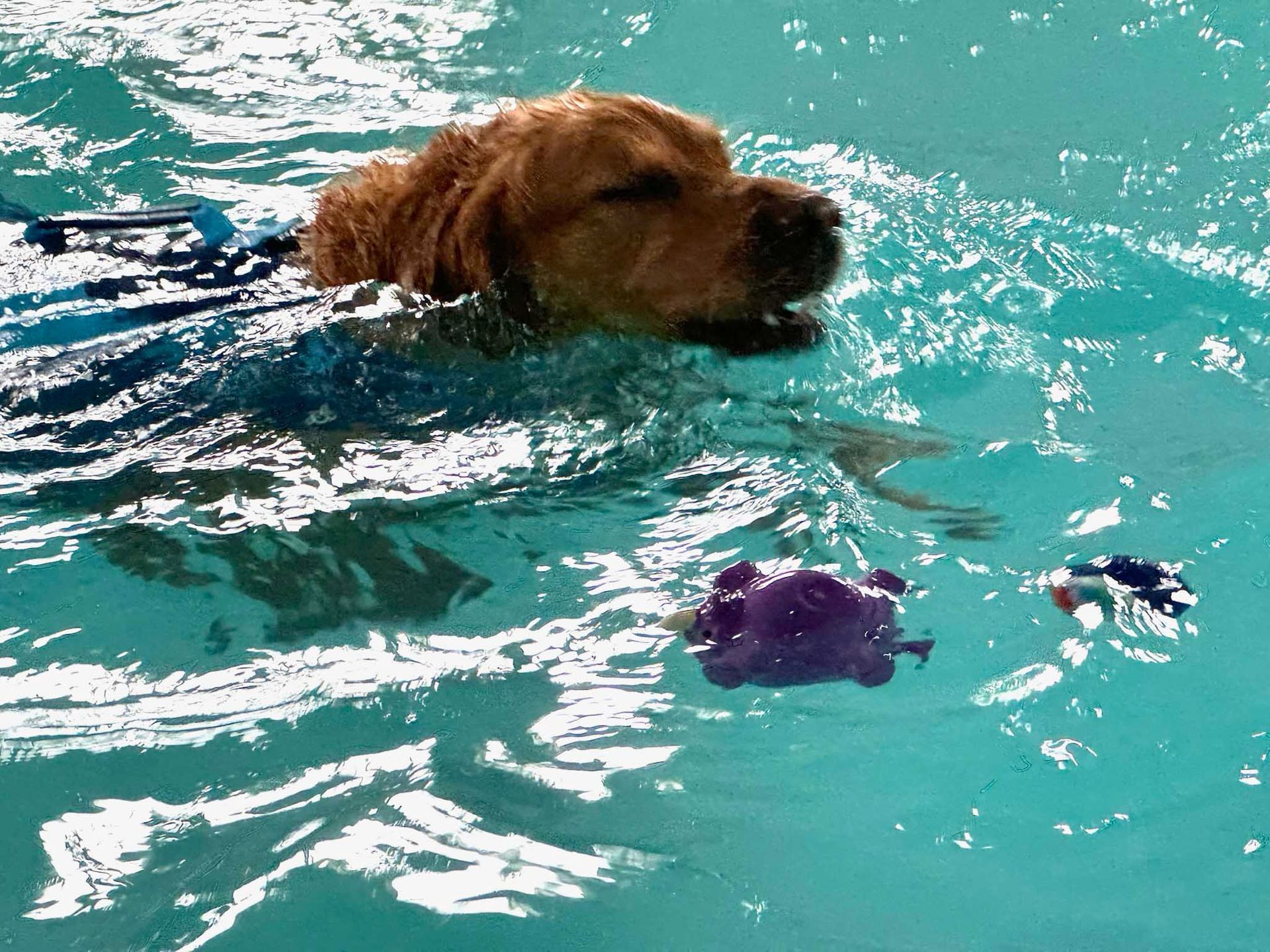 Golden retriever swims in blue water, mouth slightly open, pursuing purple toy.