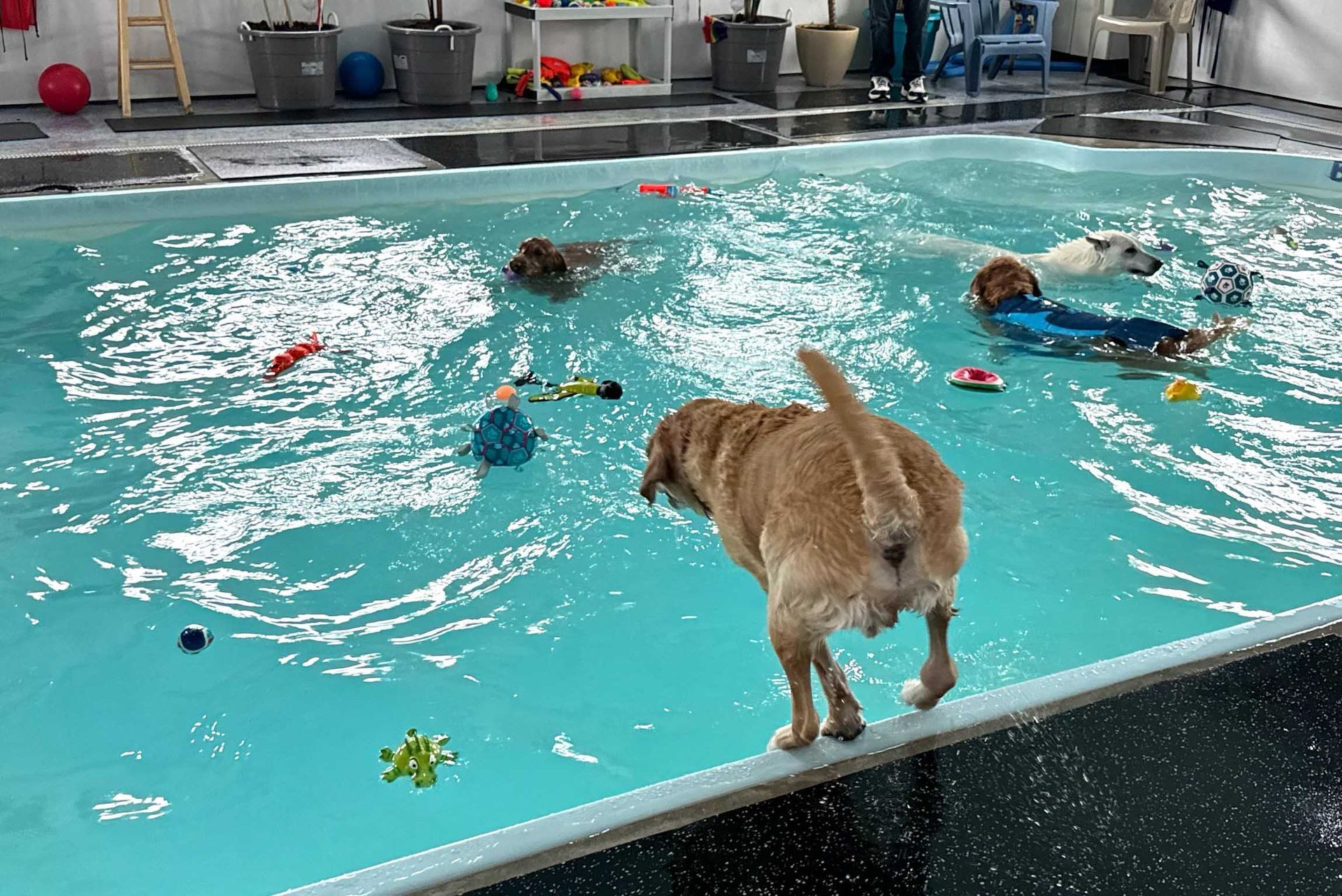 Dogs swimming in an indoor pool with toys, one dog standing on the edge.
