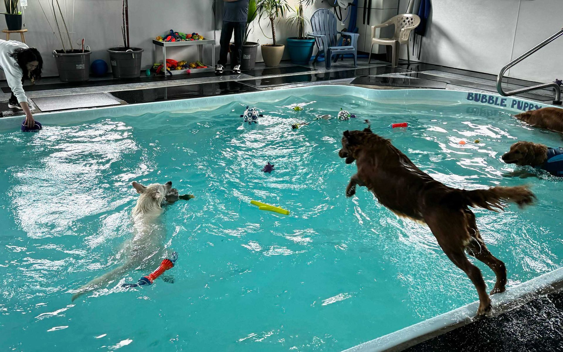 Dogs swimming and playing in an indoor pool with toys. One dog jumps in, others swim.