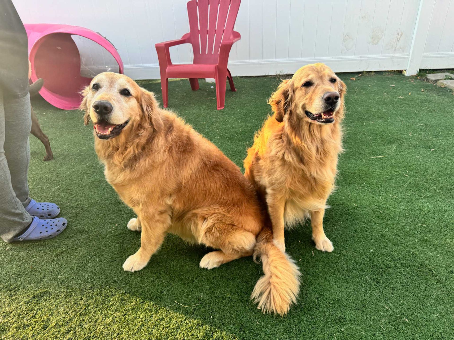 Two golden retrievers sit side-by-side on green turf. A pink chair and tunnel are in the background.